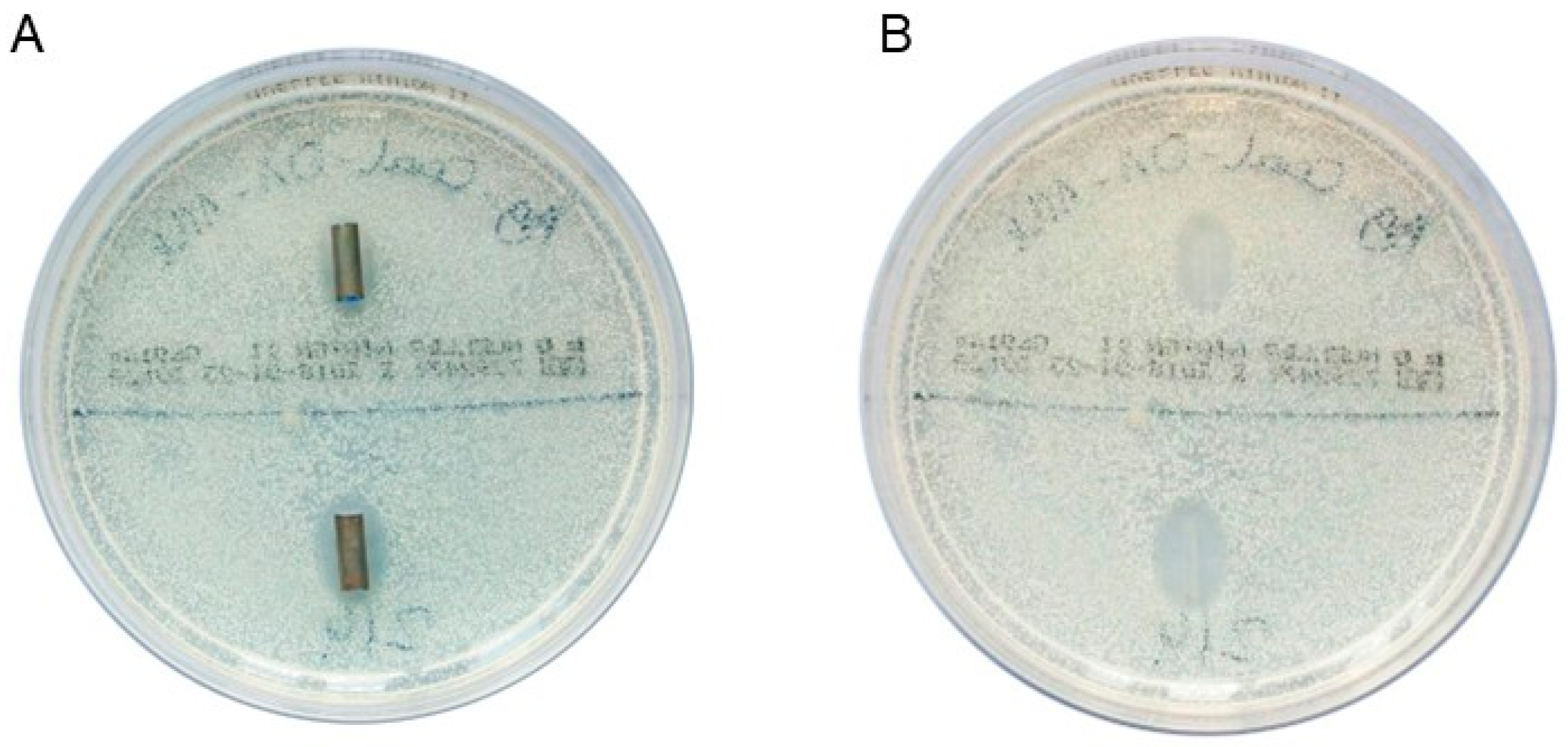 Biomedicines 13 01950 g001 Biomedicines 13 01950 g001