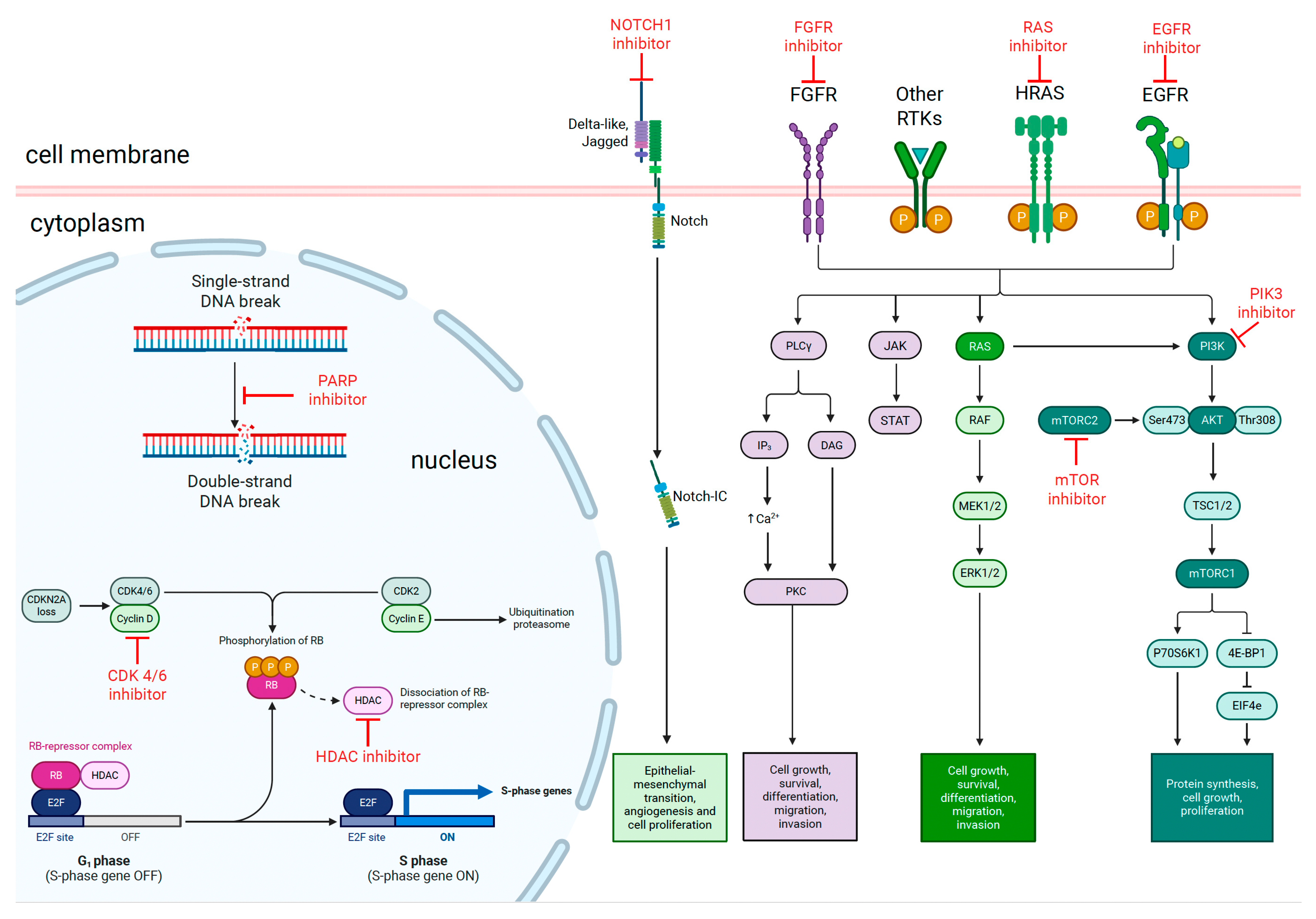 Biomedicines 13 01972 g002