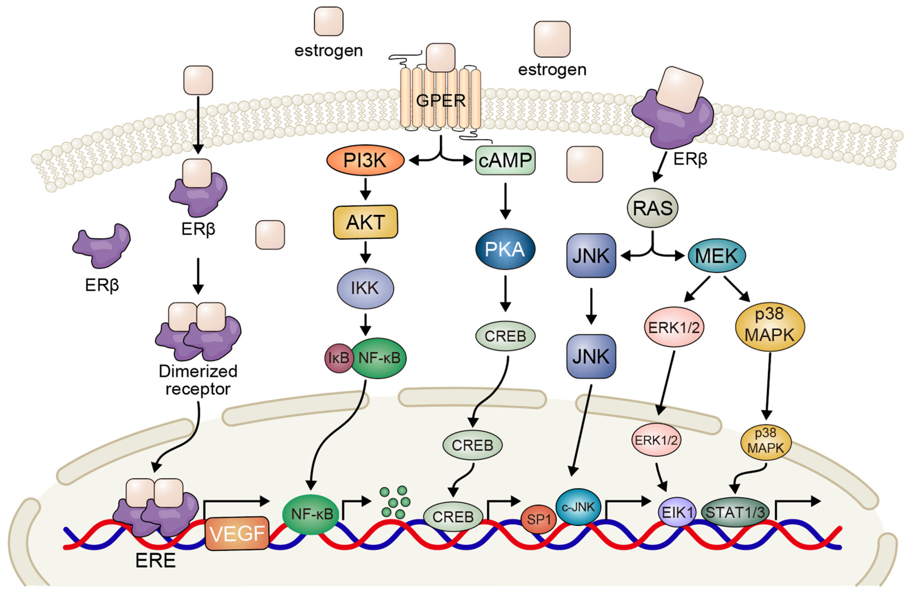 Biomedicines 13 01992 g001