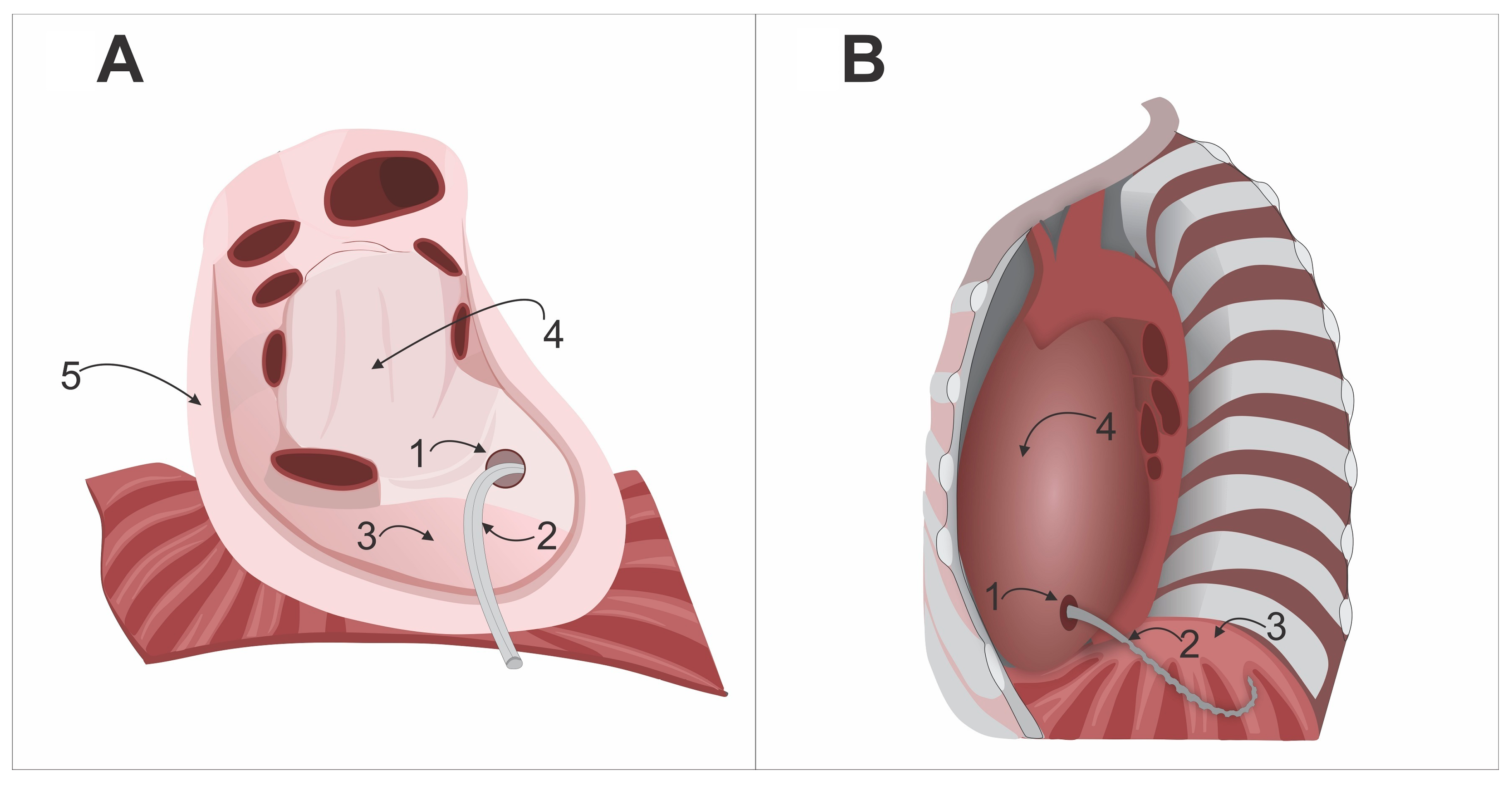 Biomedicines 13 01999 g002