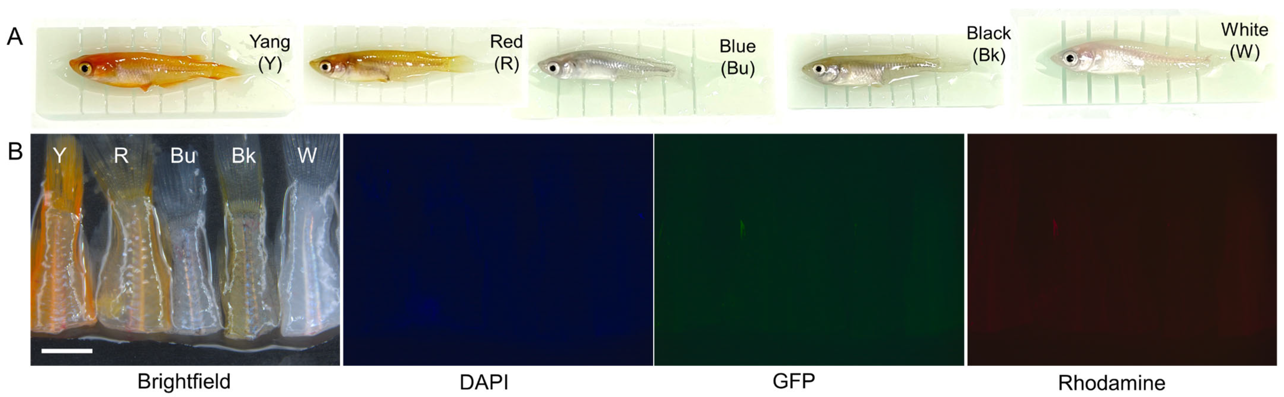 Biomedicines 13 02002 g001