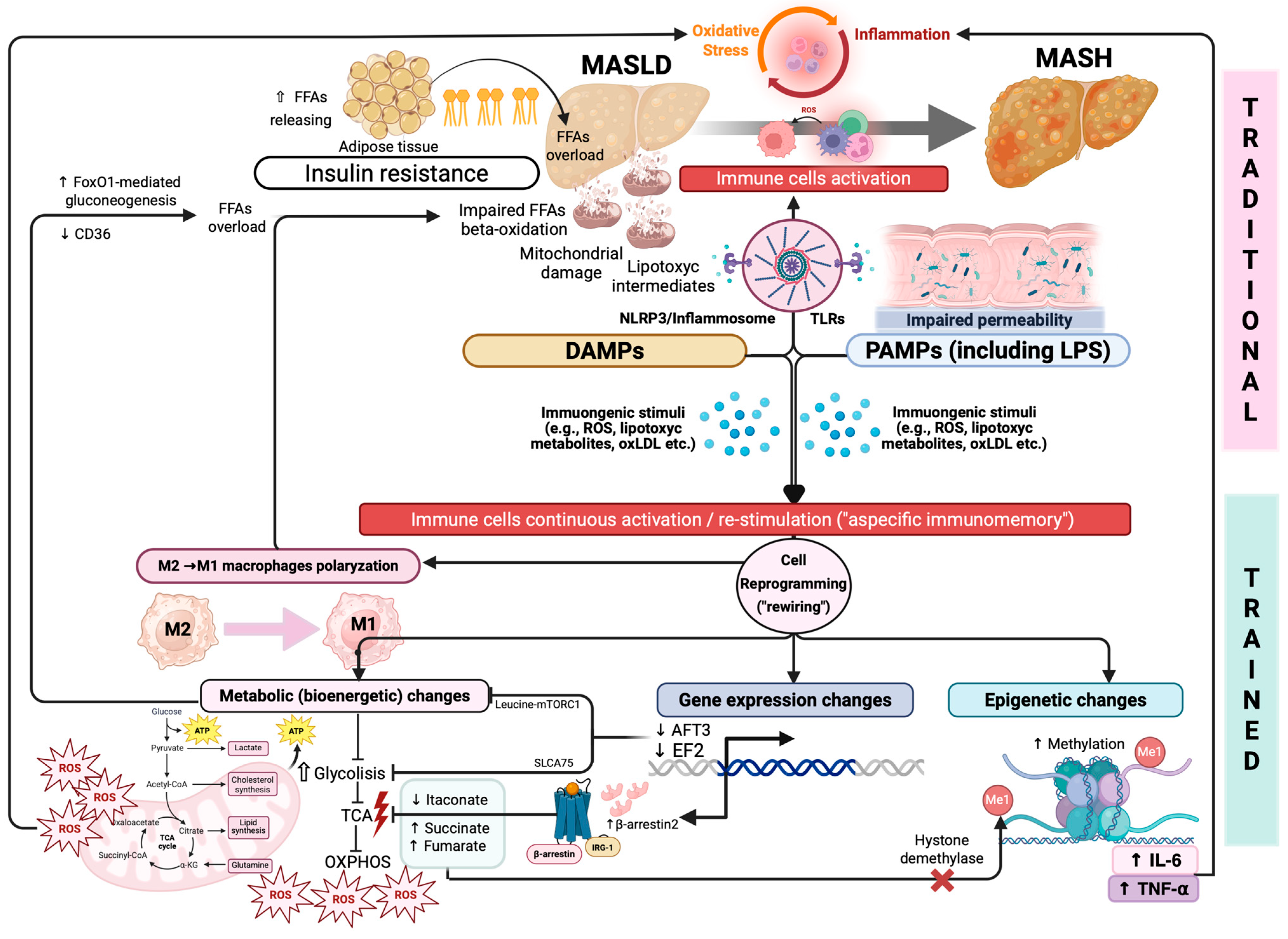 Biomedicines 13 02004 g001