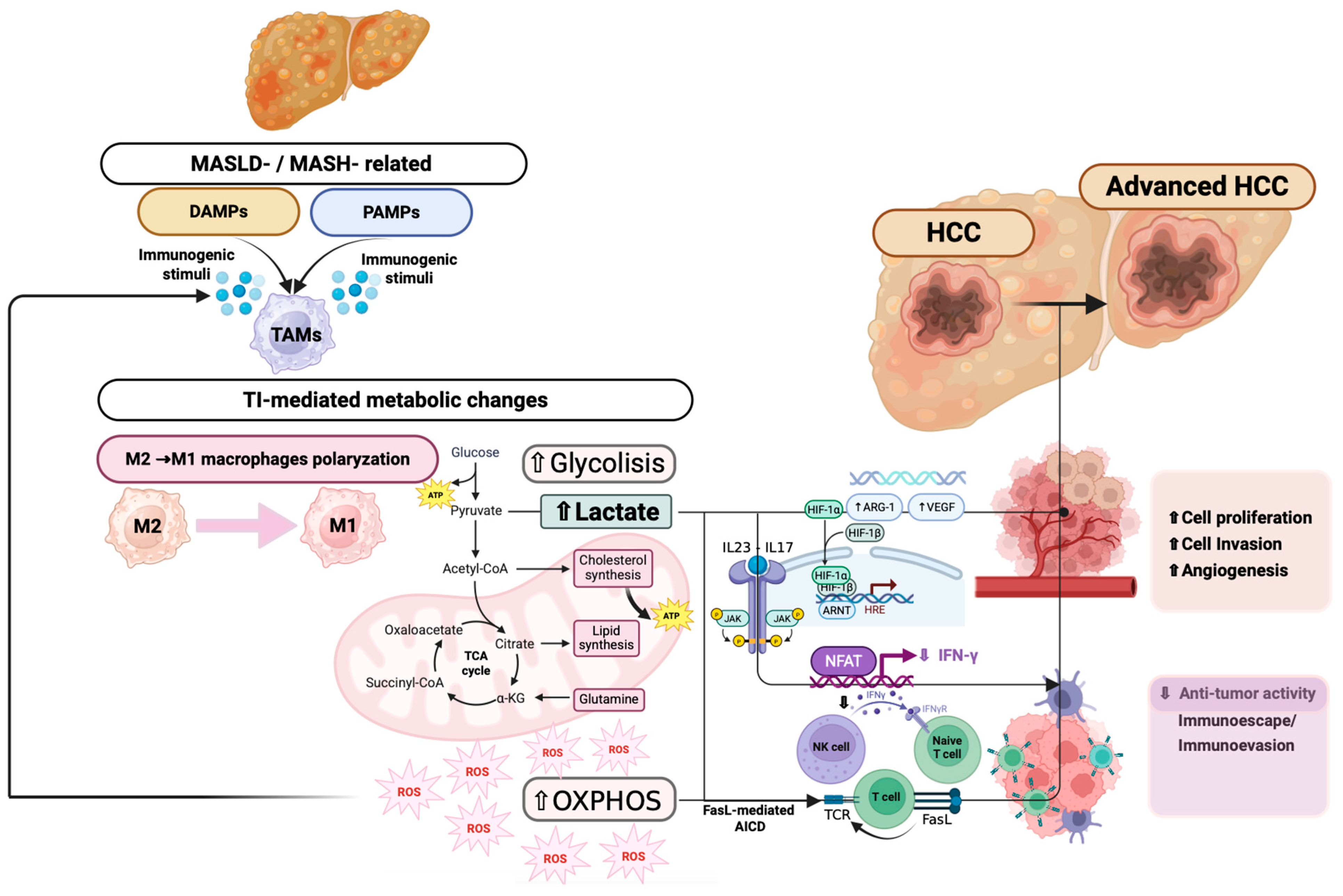 Biomedicines 13 02004 g002