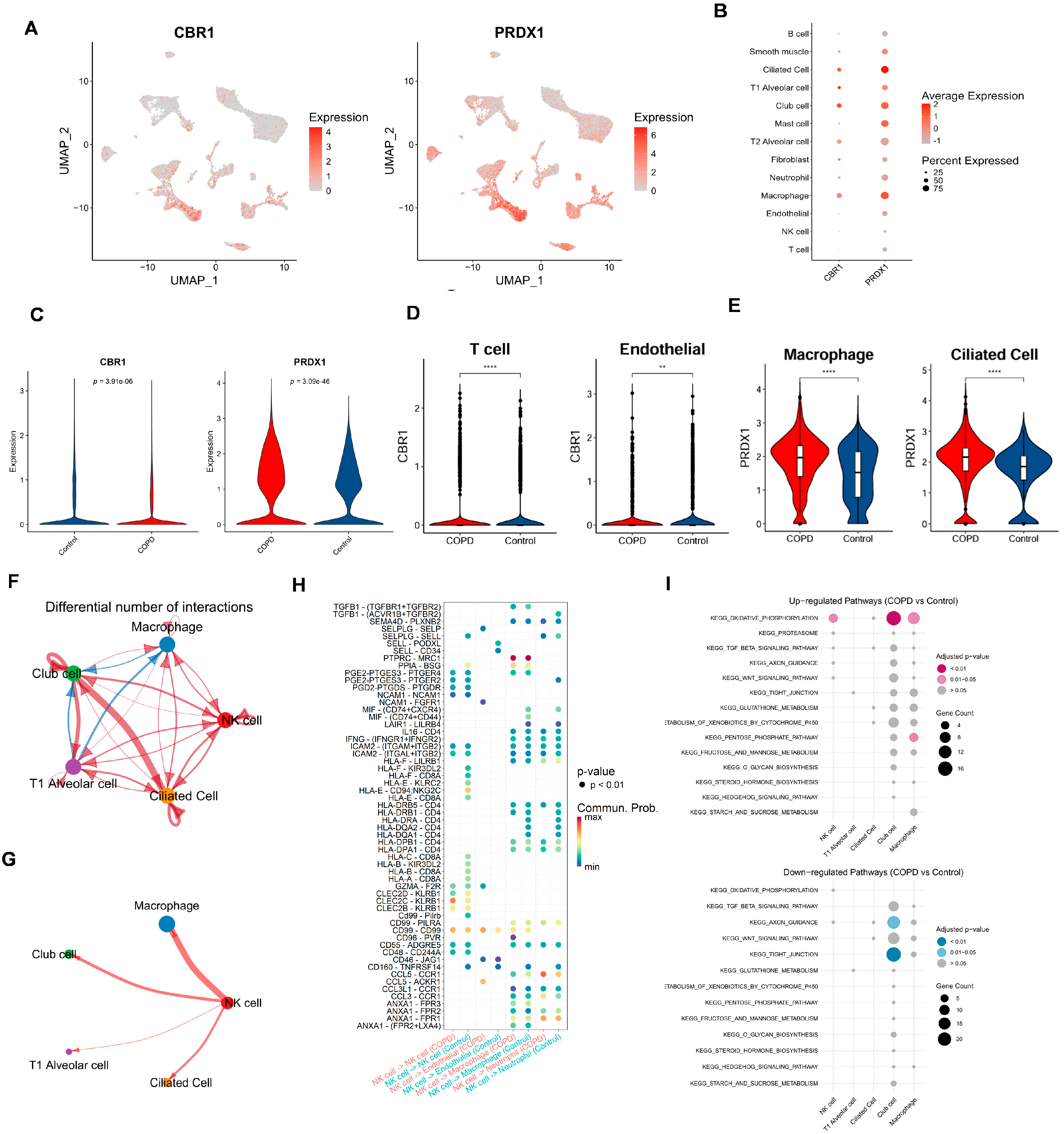 Biomedicines 13 02006 g007