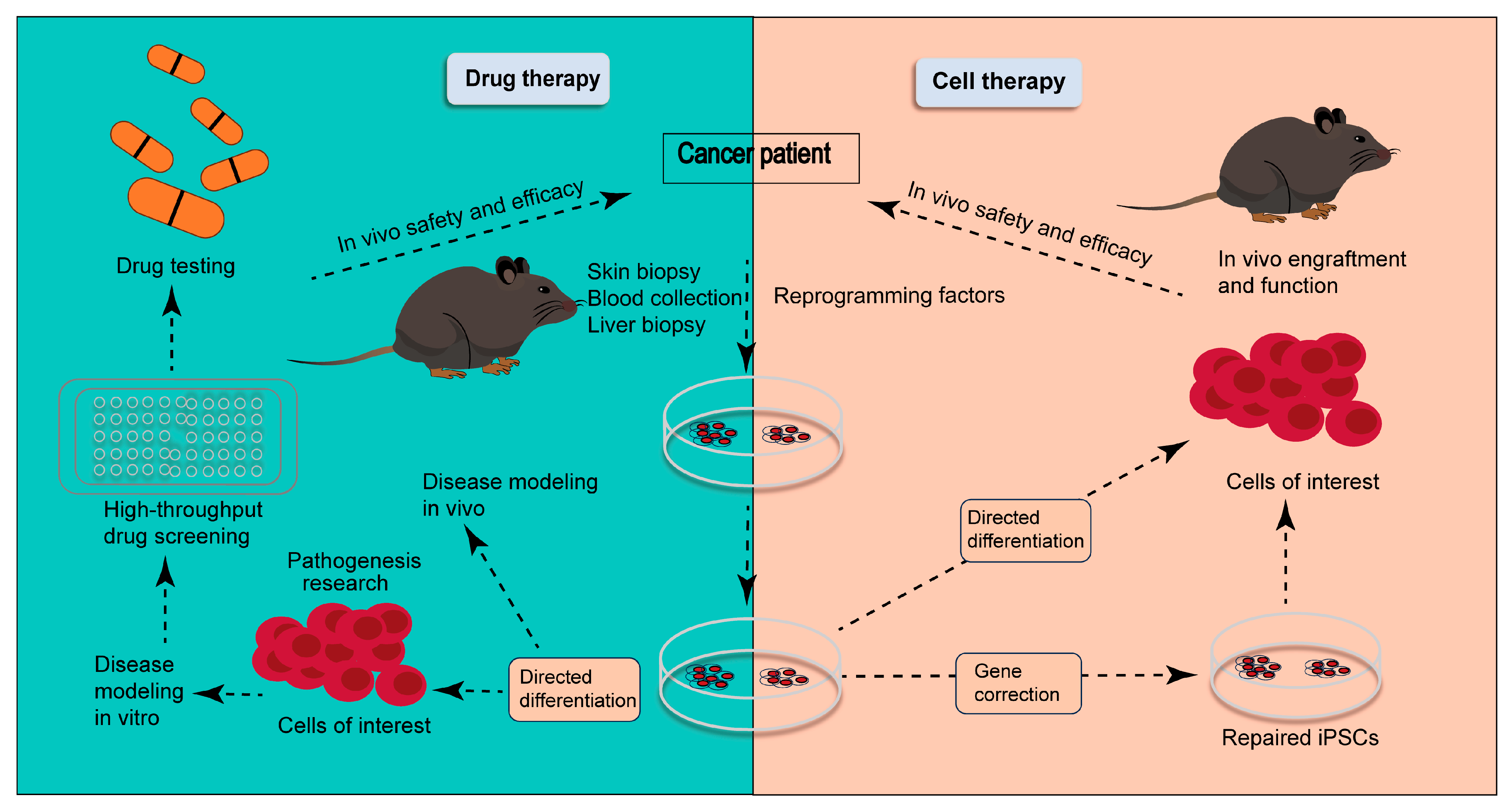 Biomedicines 13 02012 g001