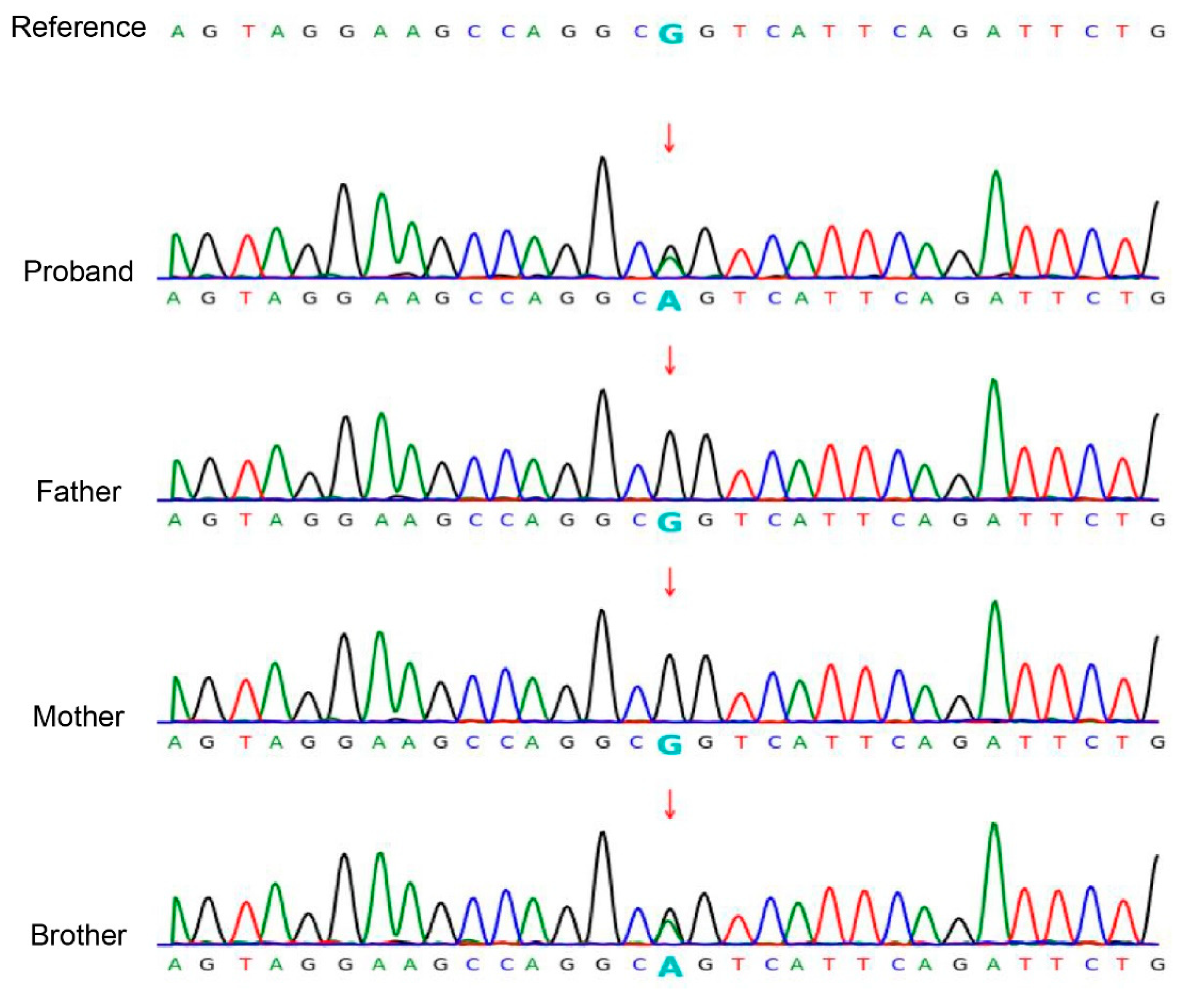 Biomedicines 13 02015 g003