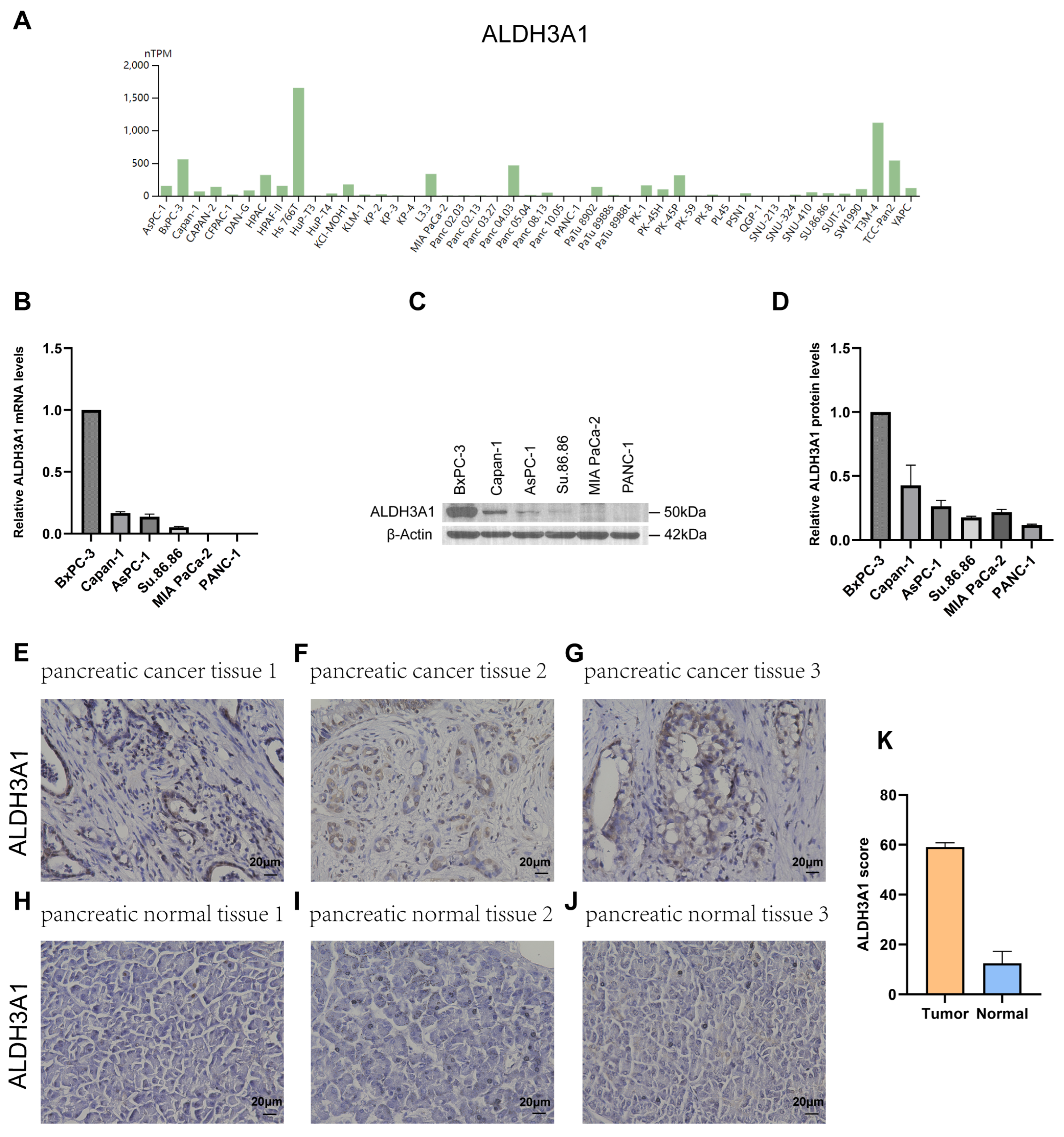 Biomedicines 13 02018 g003
