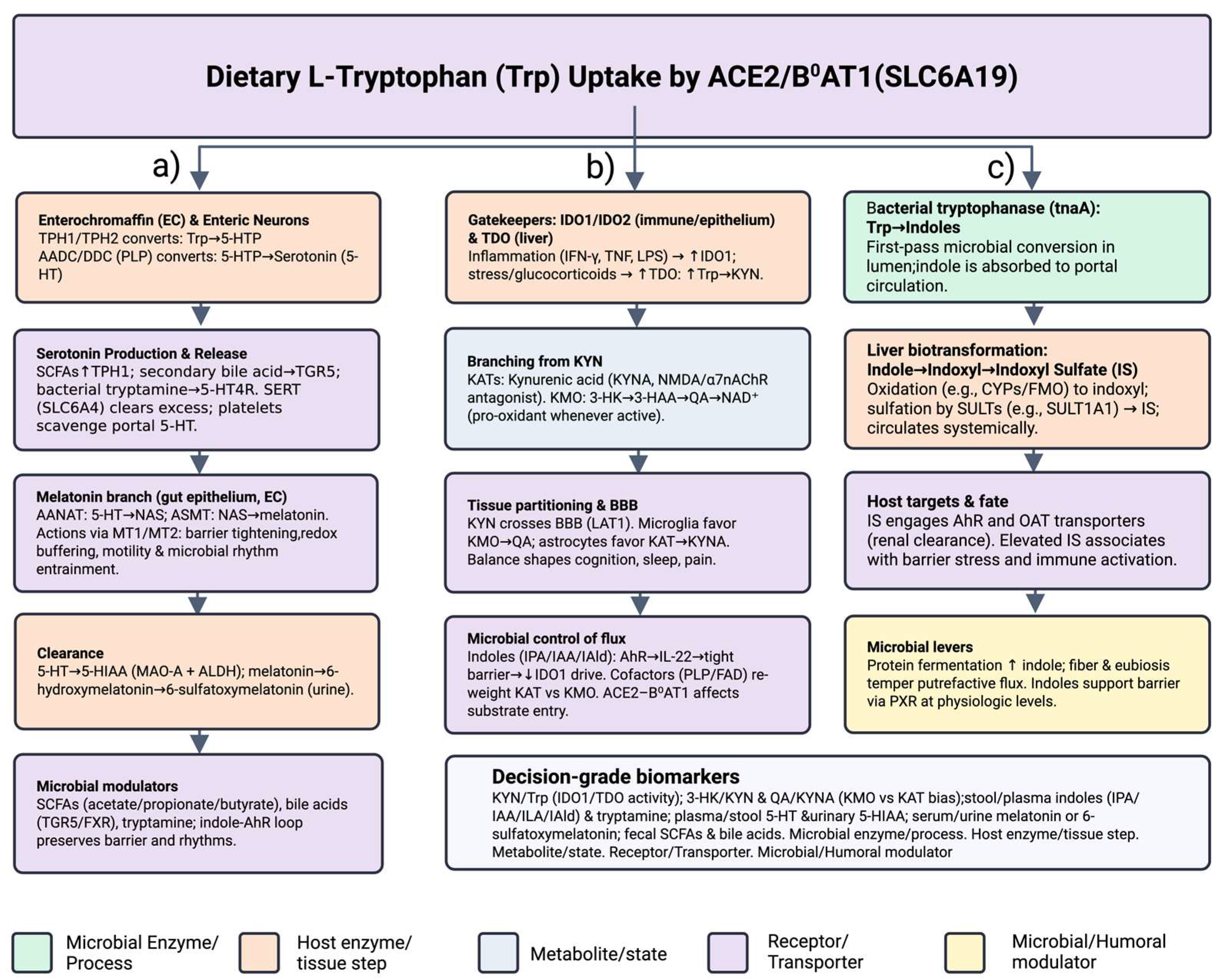 Biomedicines 13 02020 g001 Biomedicines 13 02020 g001
