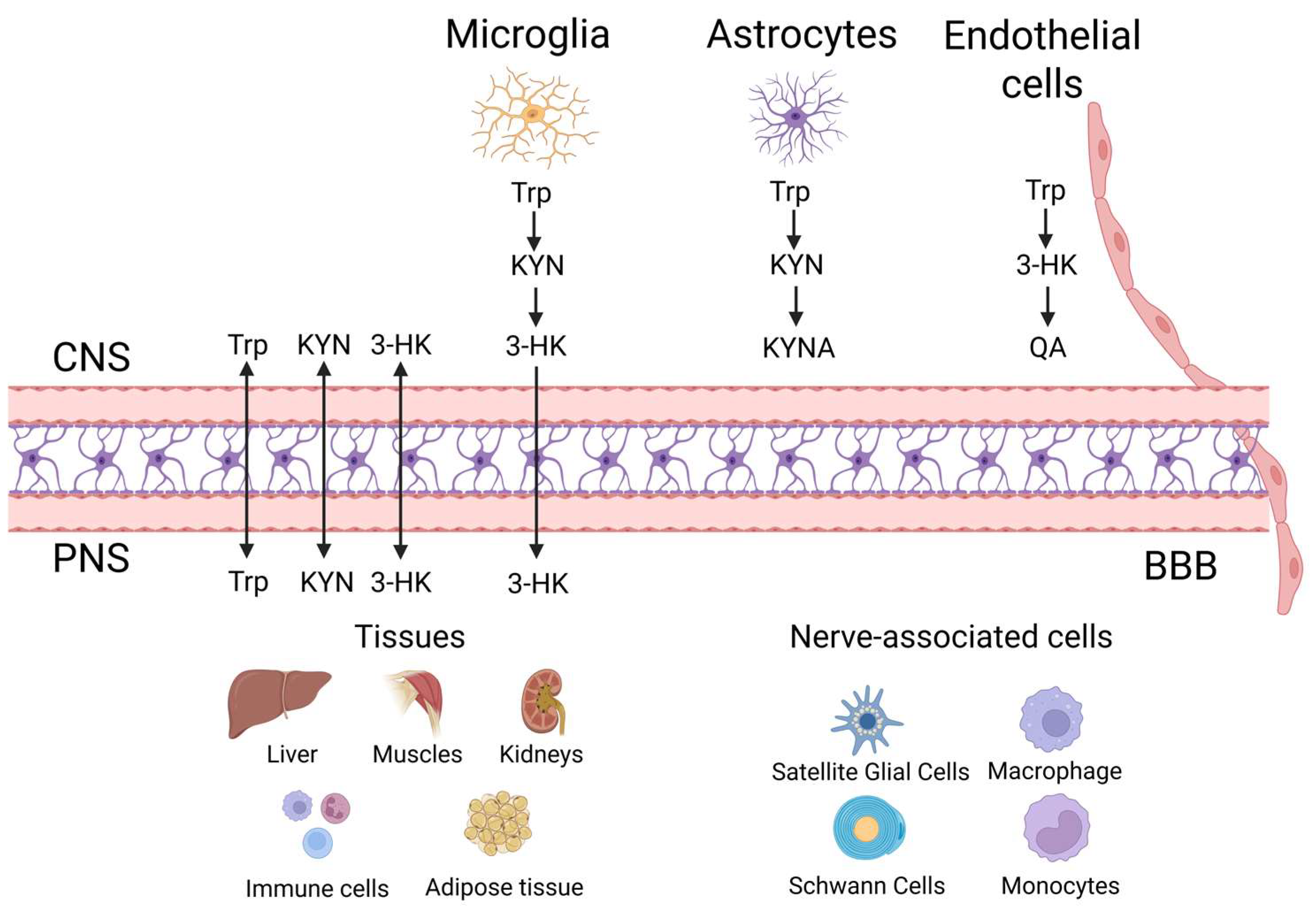 Biomedicines 13 02020 g003 Biomedicines 13 02020 g003