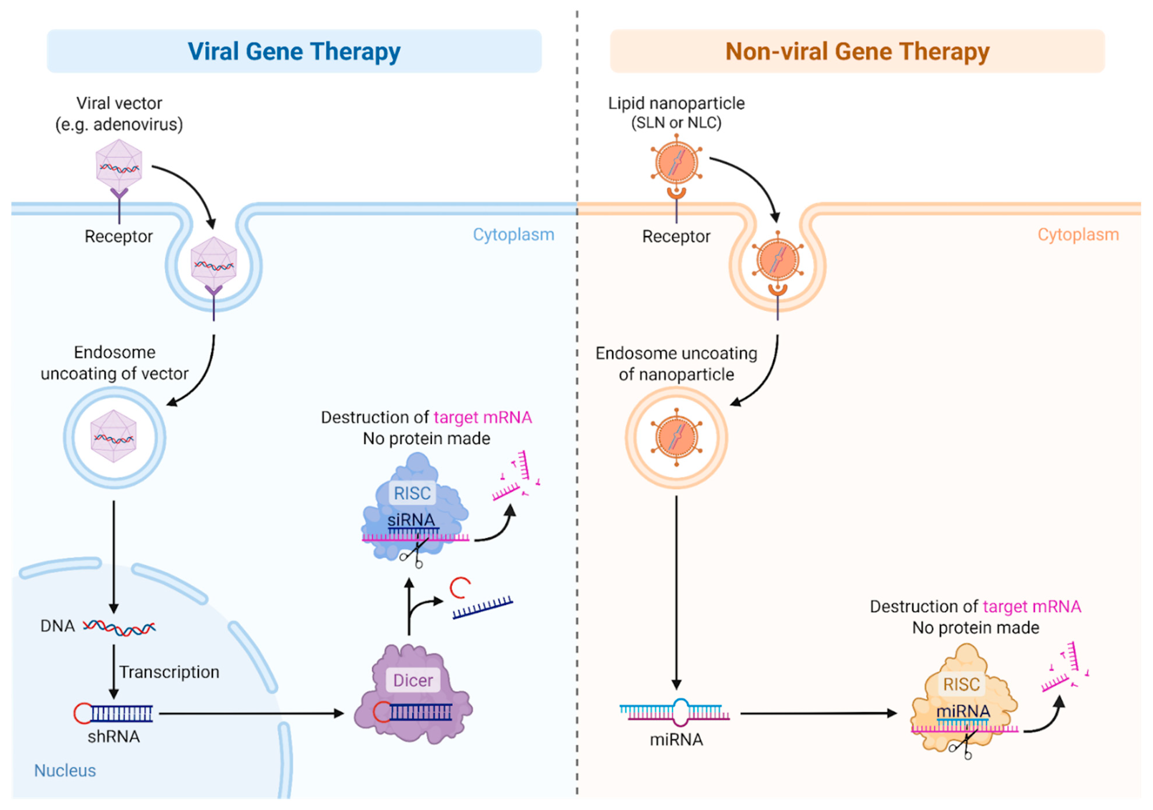 Biomedicines 13 02022 g003