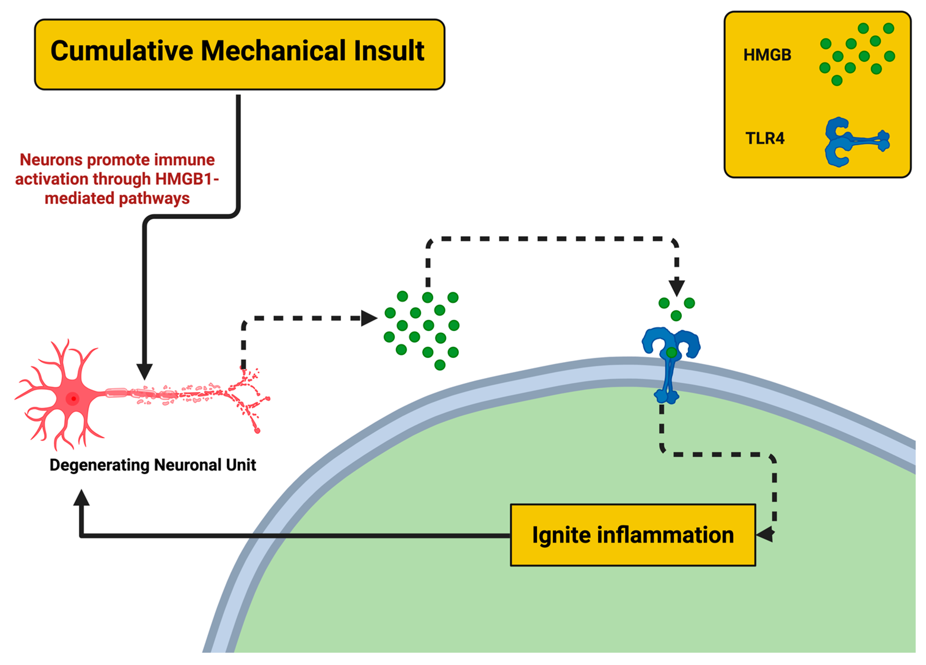 Biomedicines 13 02025 g002