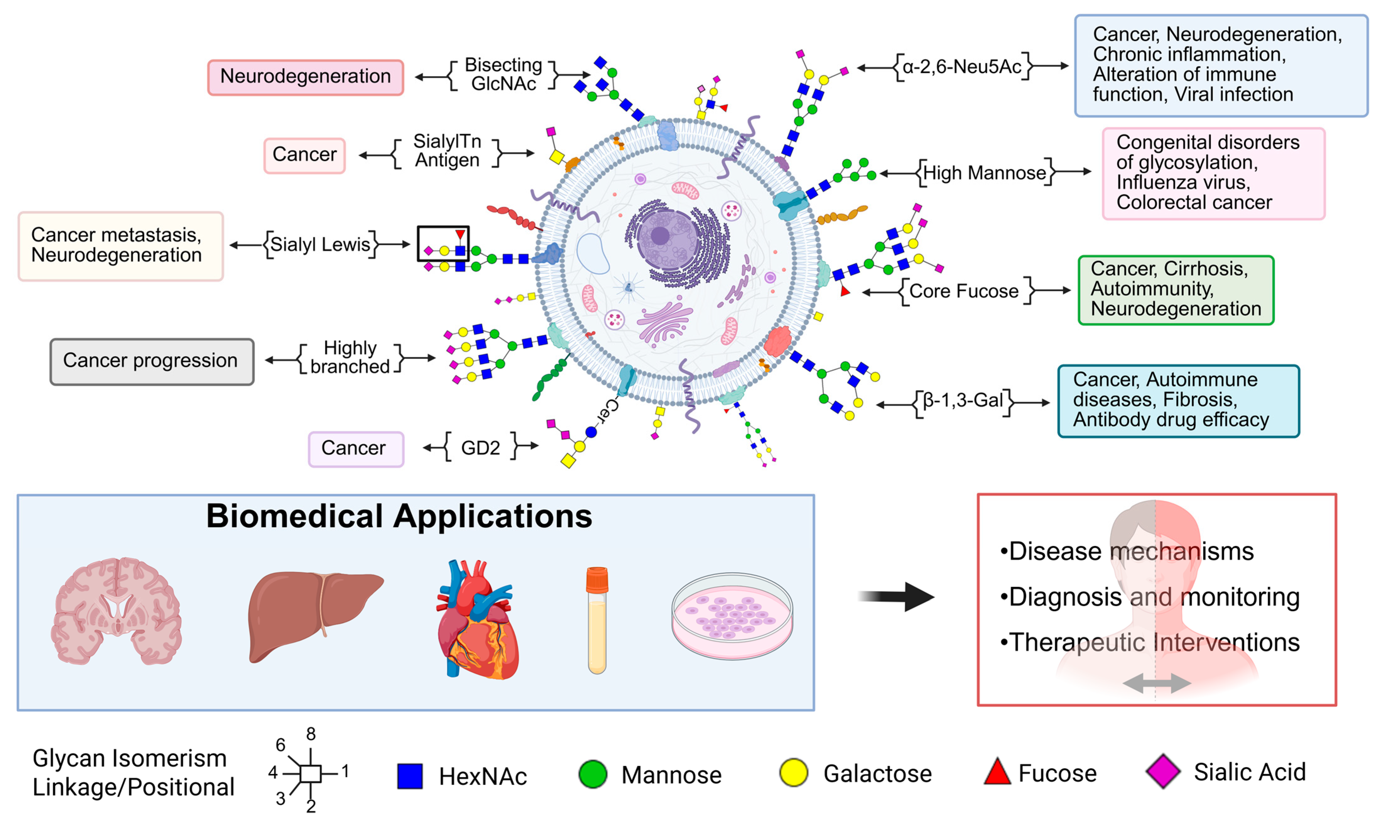 Biomedicines 13 02034 g002