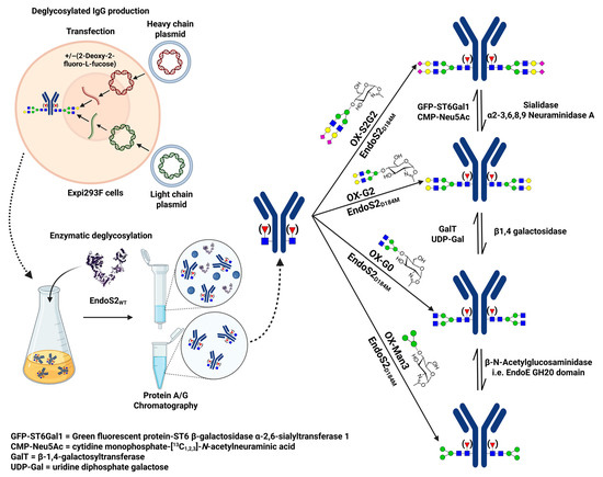 Biomedicines 13 02034 g003