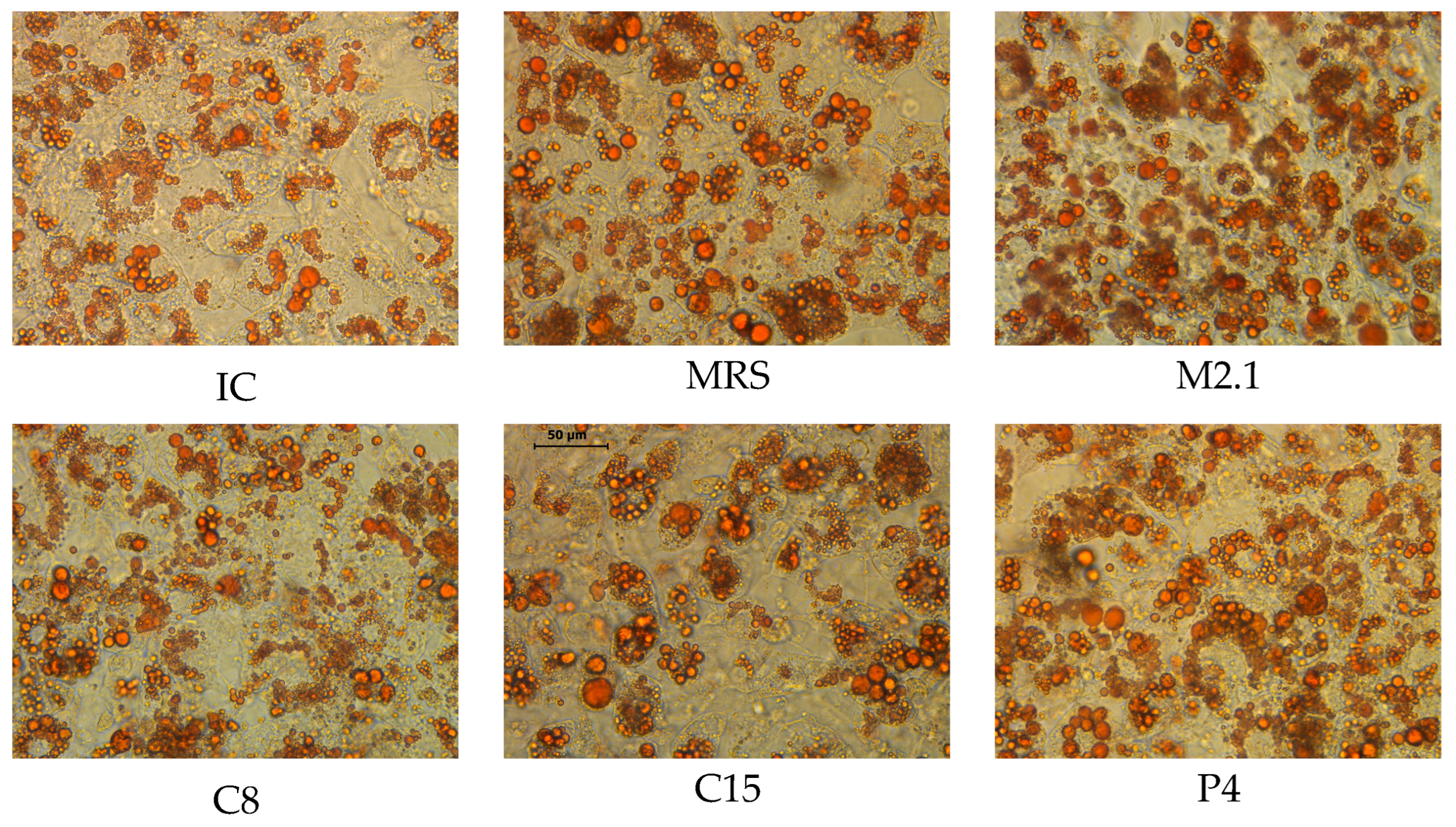 Biomedicines 13 02036 g001