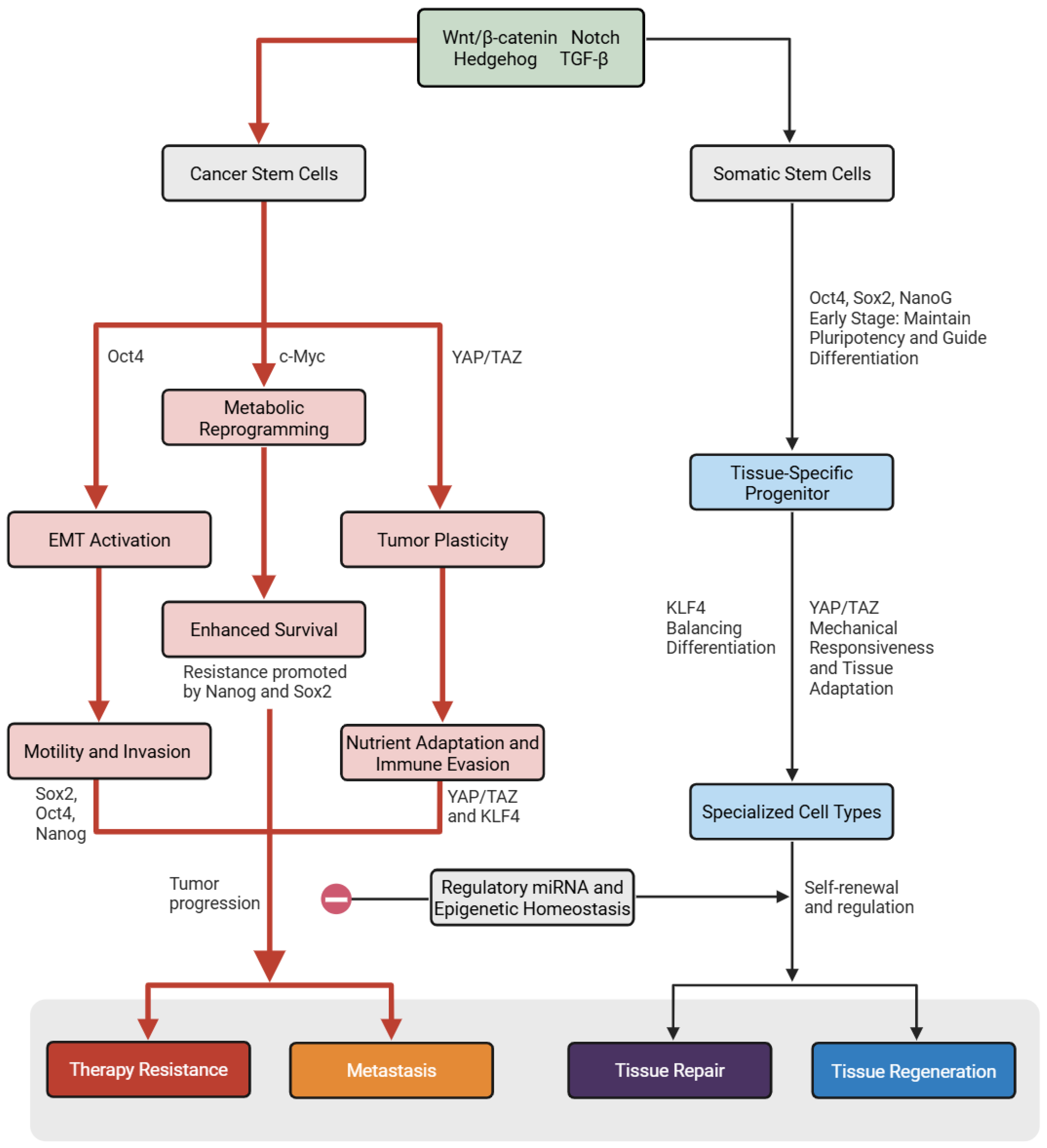 Biomedicines 13 02039 g001