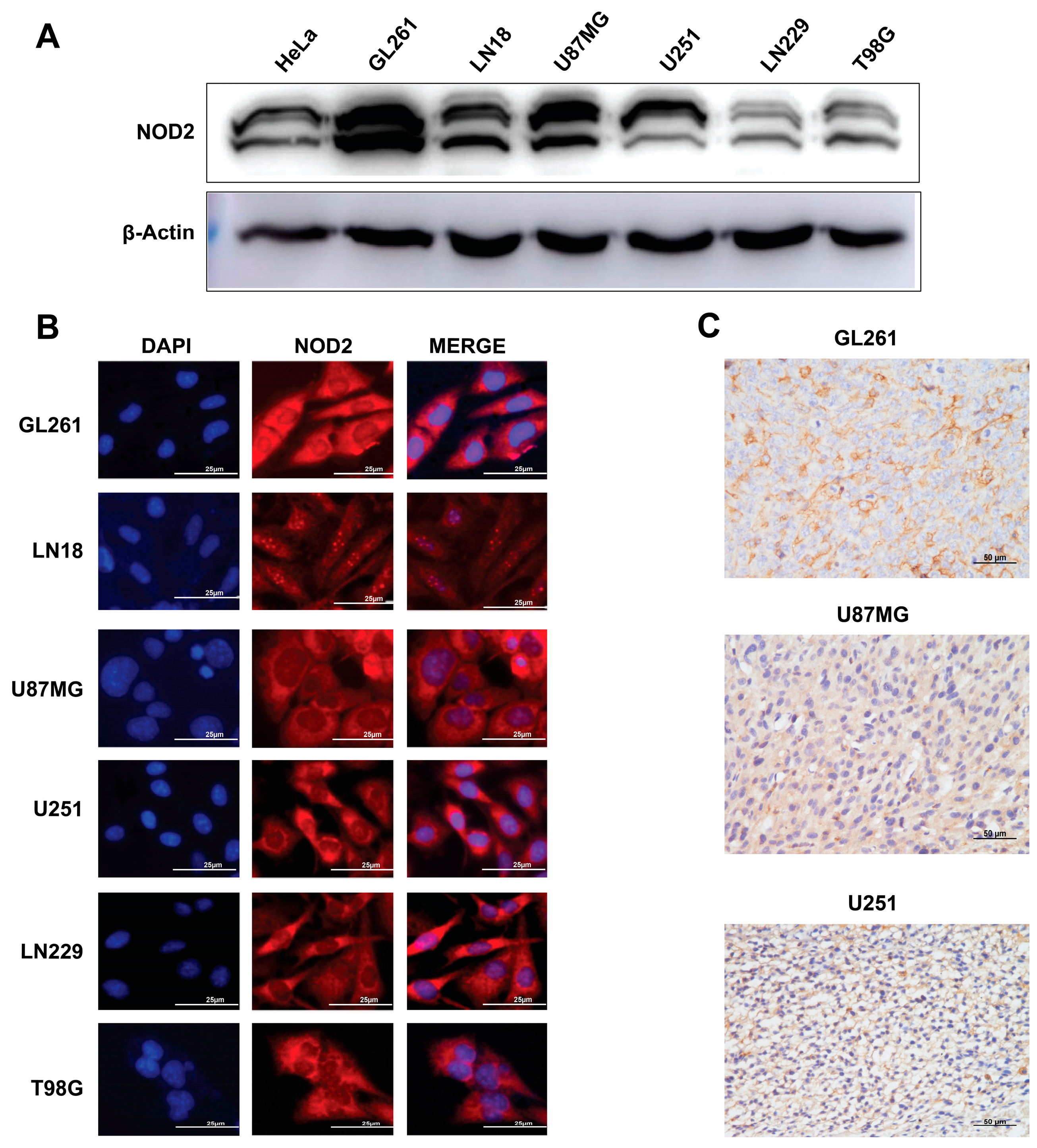 Biomedicines 13 02041 g002