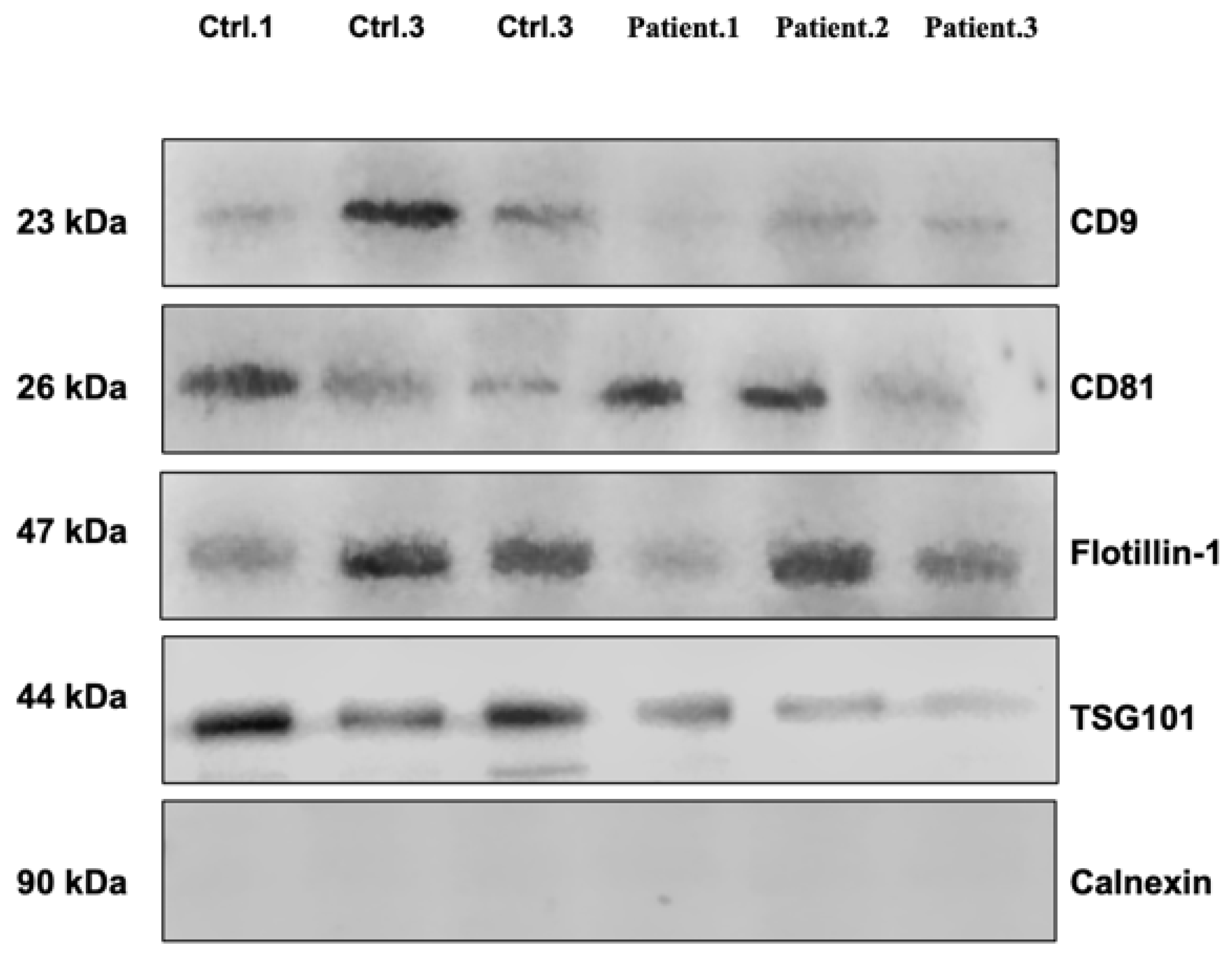 Biomedicines 13 02060 g002 Biomedicines 13 02060 g002