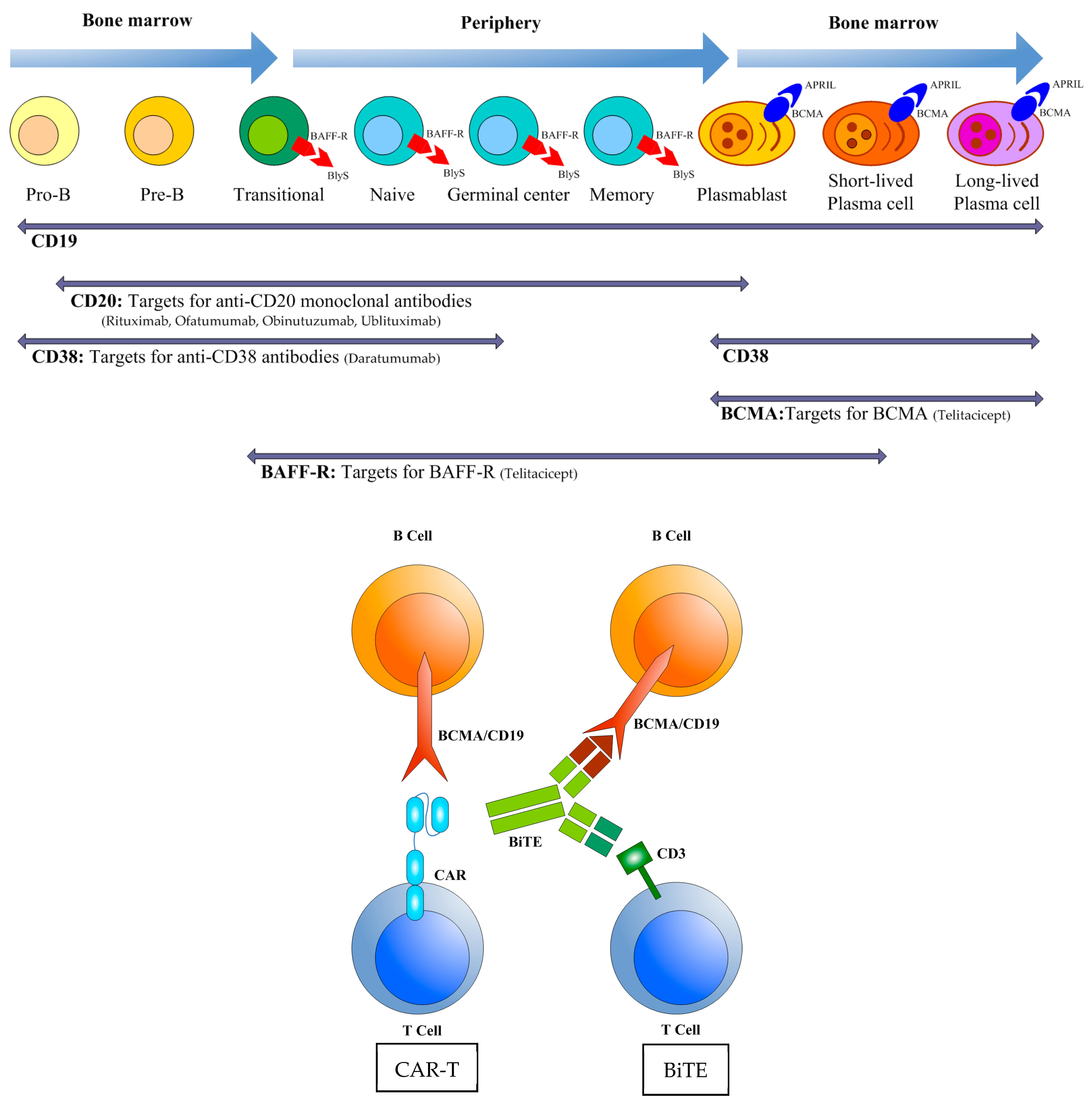 Biomedicines 13 02063 g003 Biomedicines 13 02063 g003