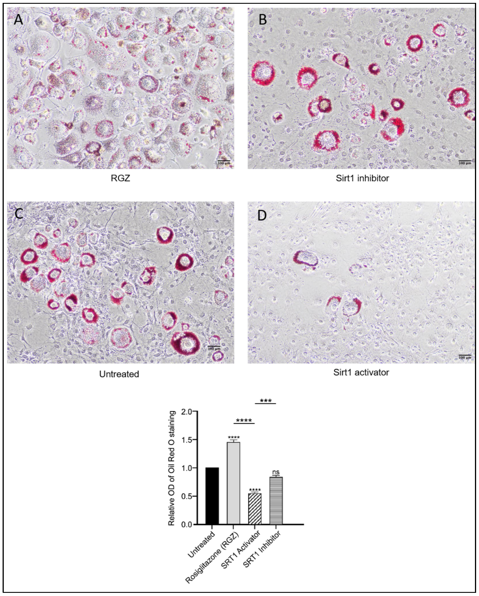 Biomedicines 13 02069 g003 Biomedicines 13 02069 g003