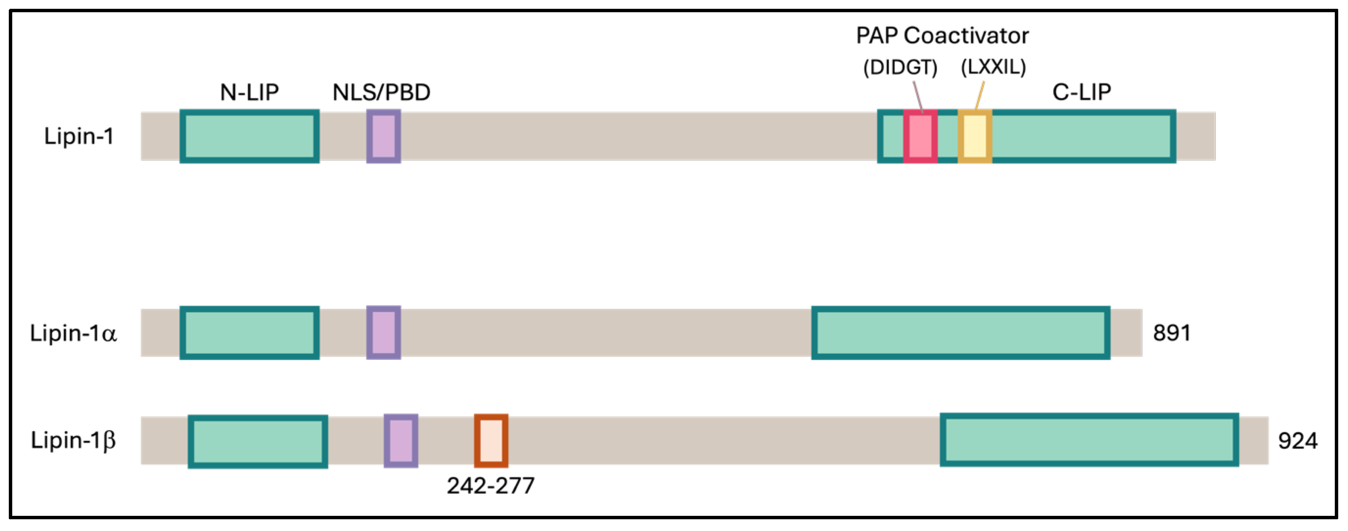 Biomedicines 13 02069 g006 Biomedicines 13 02069 g006