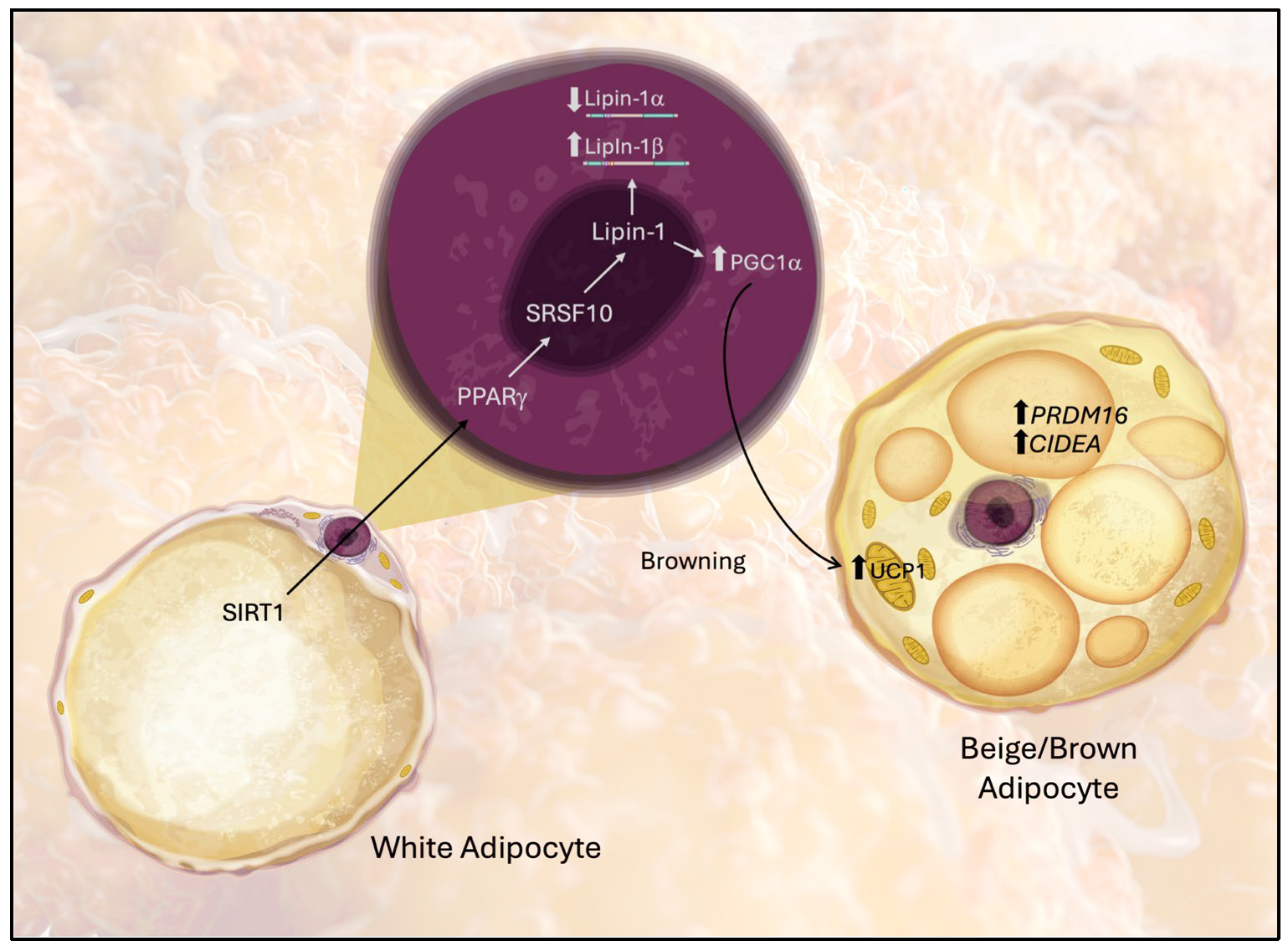 Biomedicines 13 02069 g007 Biomedicines 13 02069 g007