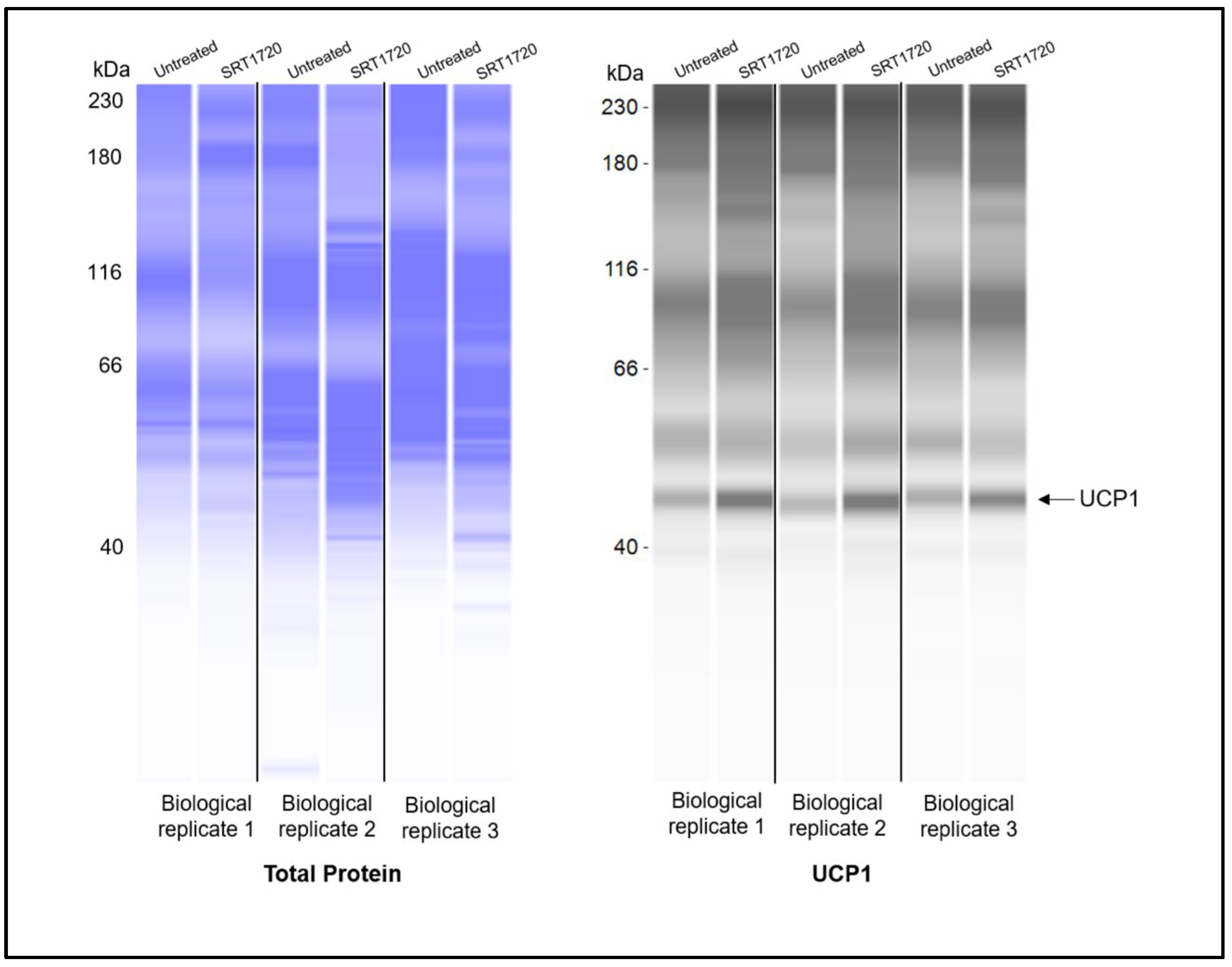 Biomedicines 13 02069 g0a1 Biomedicines 13 02069 g0a1