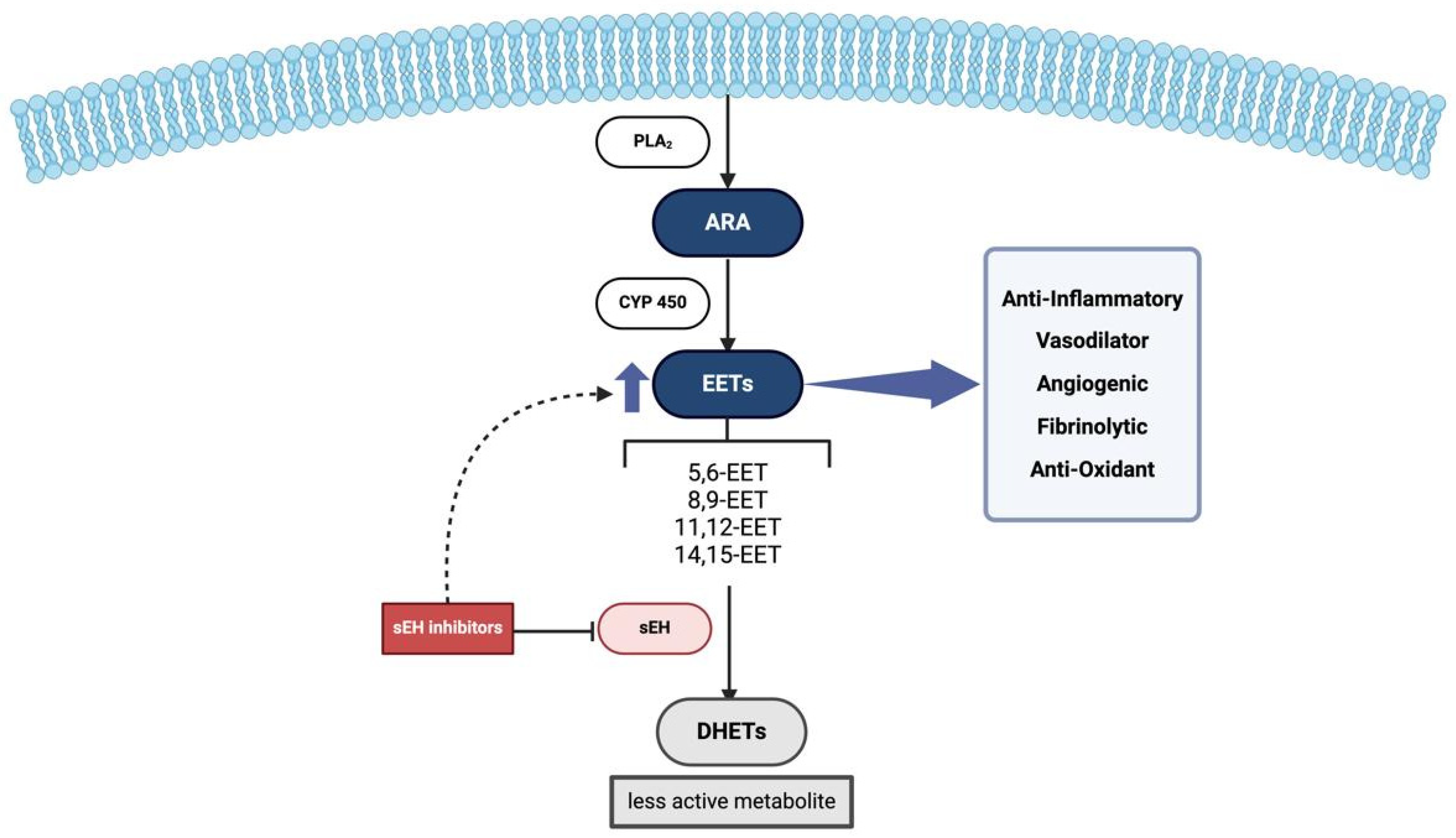 Biomedicines 13 02073 g001