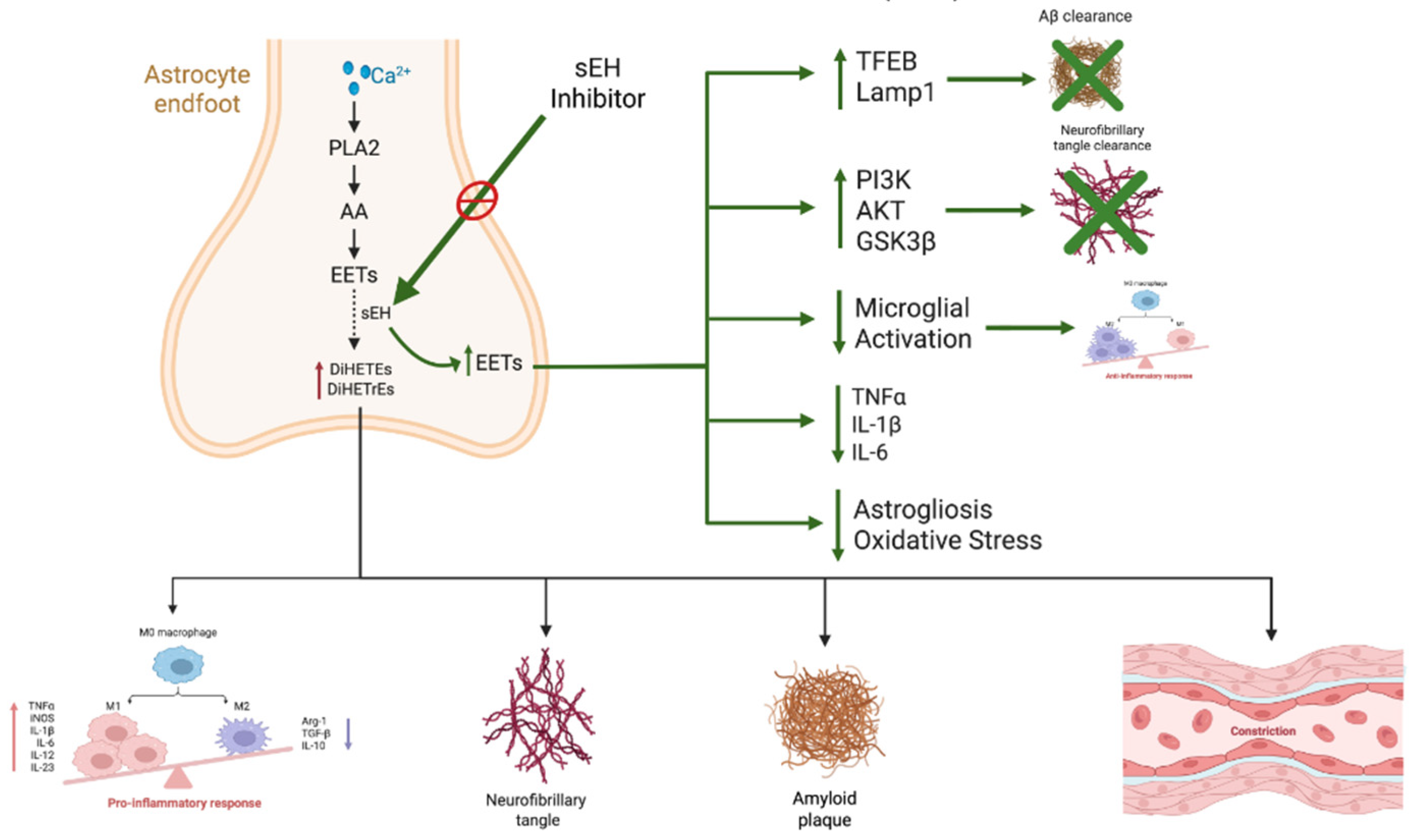 Biomedicines 13 02073 g003