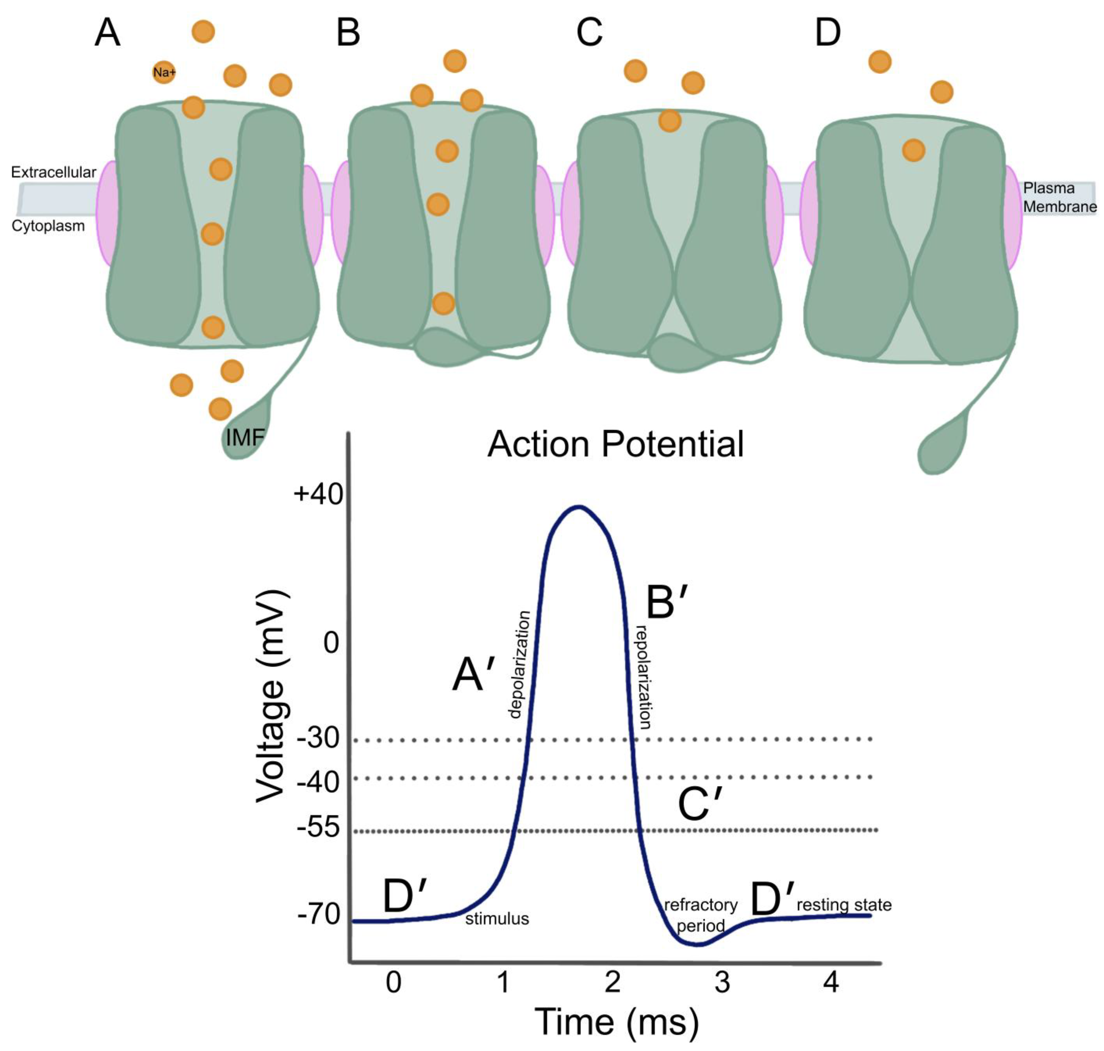 Biomedicines 13 02078 g003