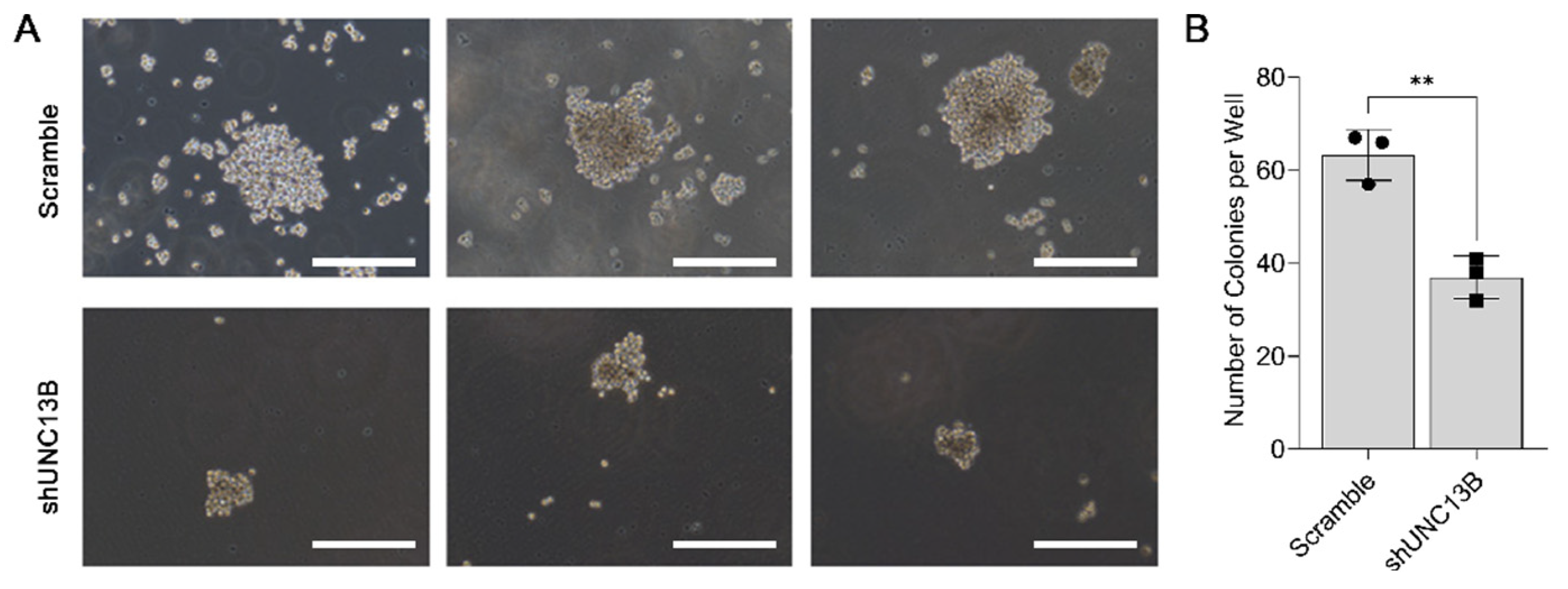Biomedicines 13 02086 g003