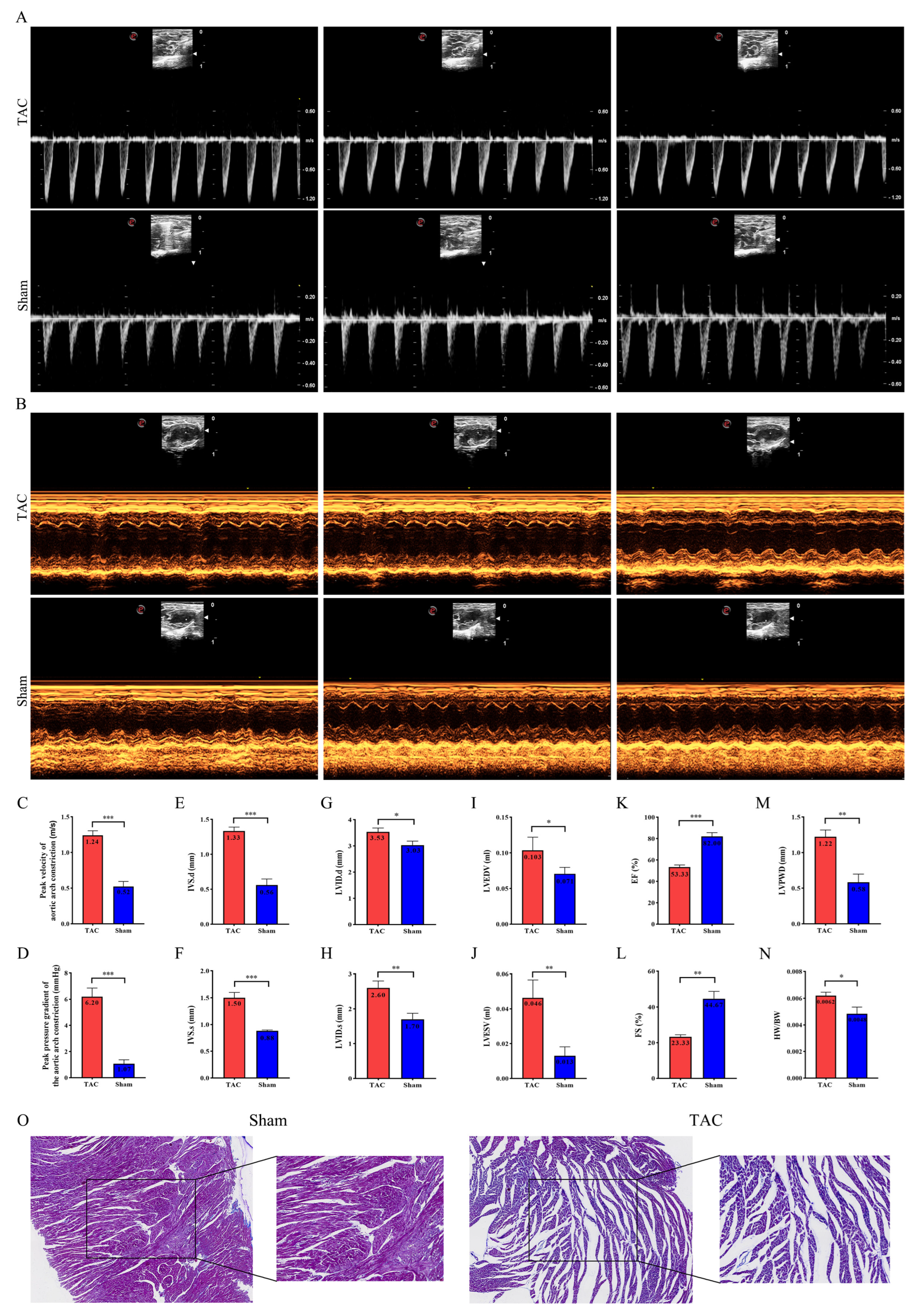 Biomedicines 13 02092 g001