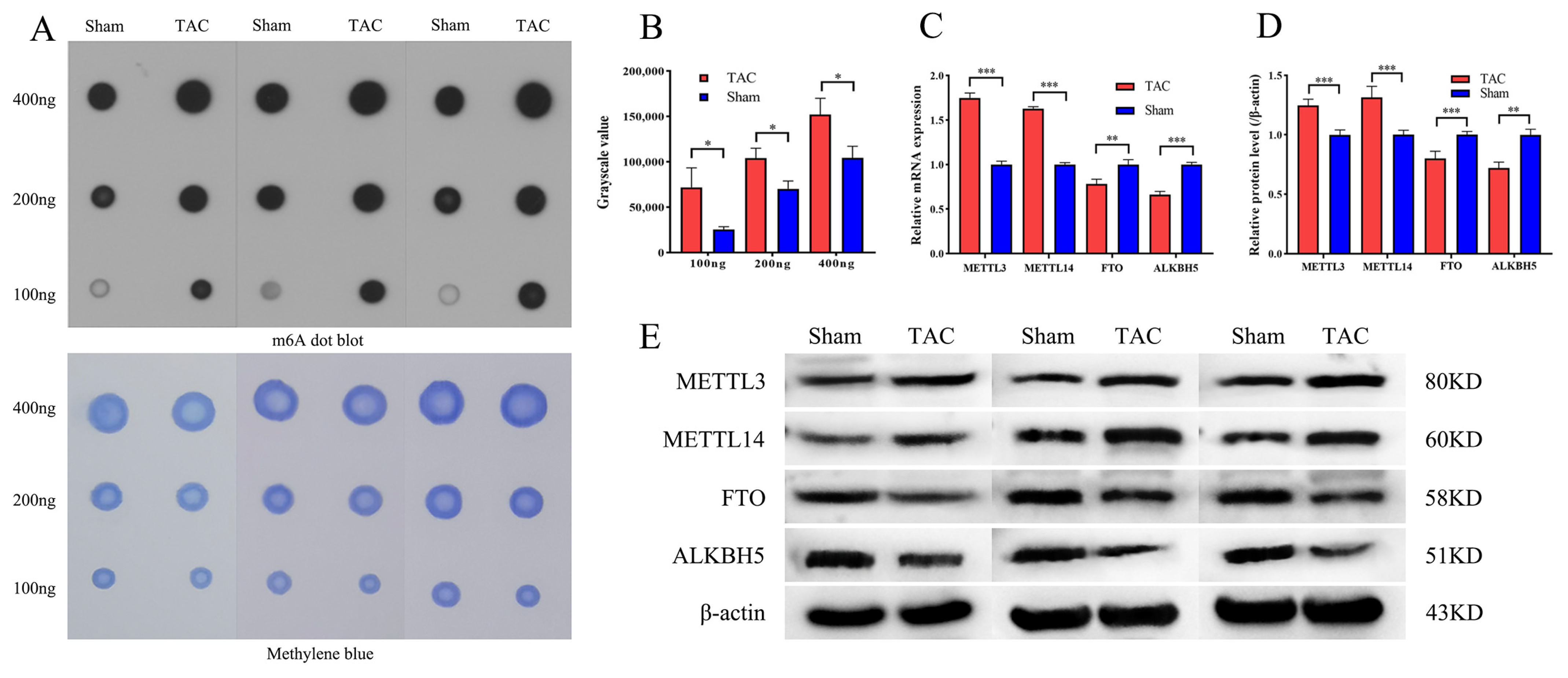 Biomedicines 13 02092 g002