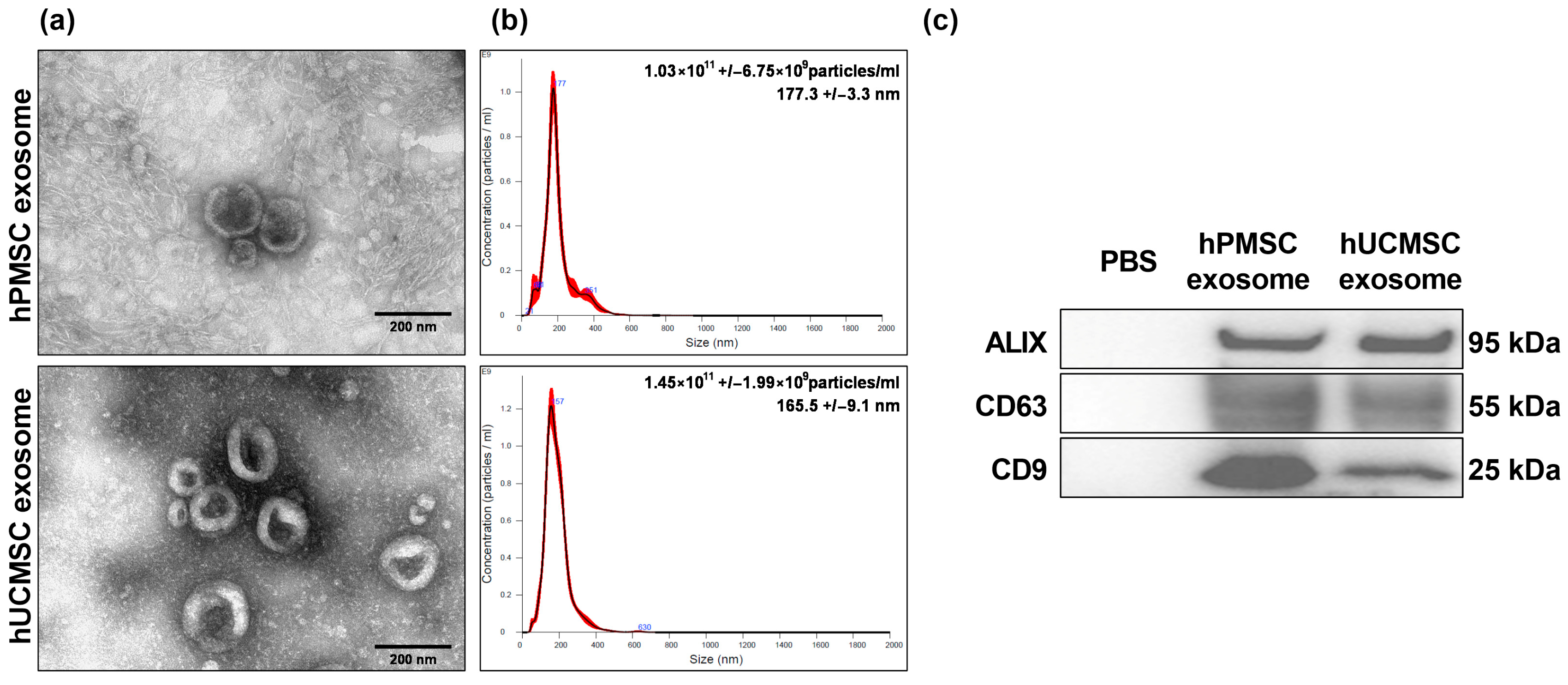 Biomedicines 13 02093 g001