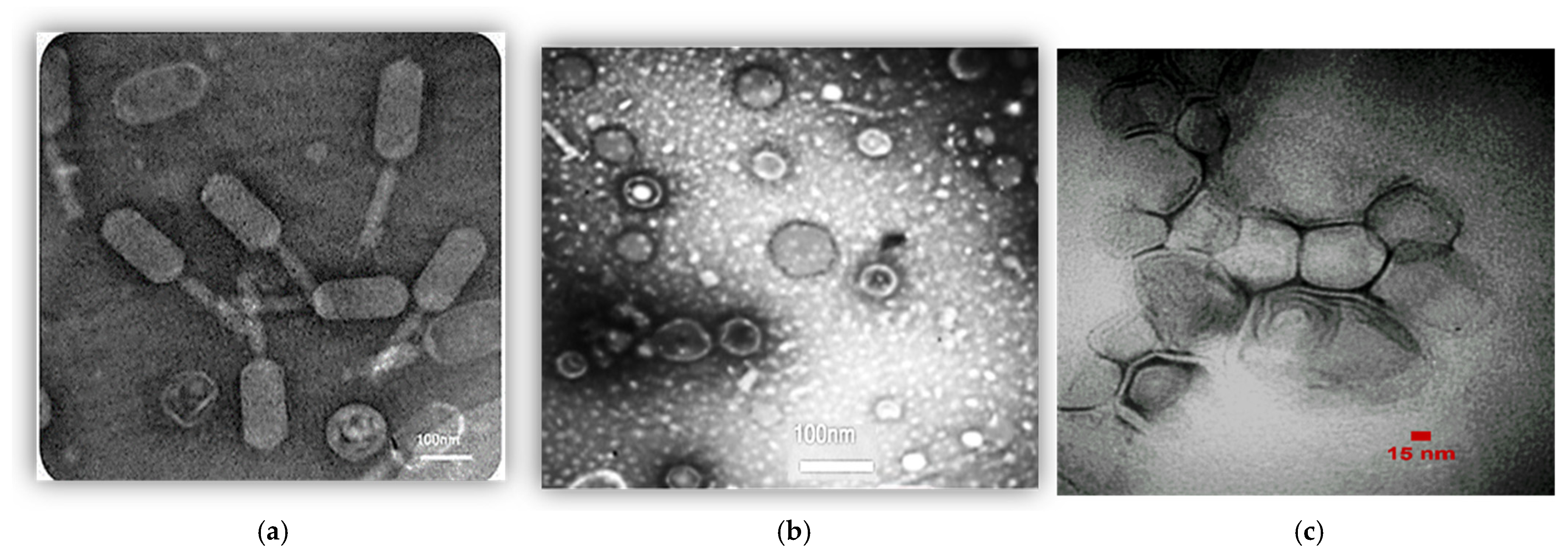 Biomedicines 13 02103 g002 Biomedicines 13 02103 g002