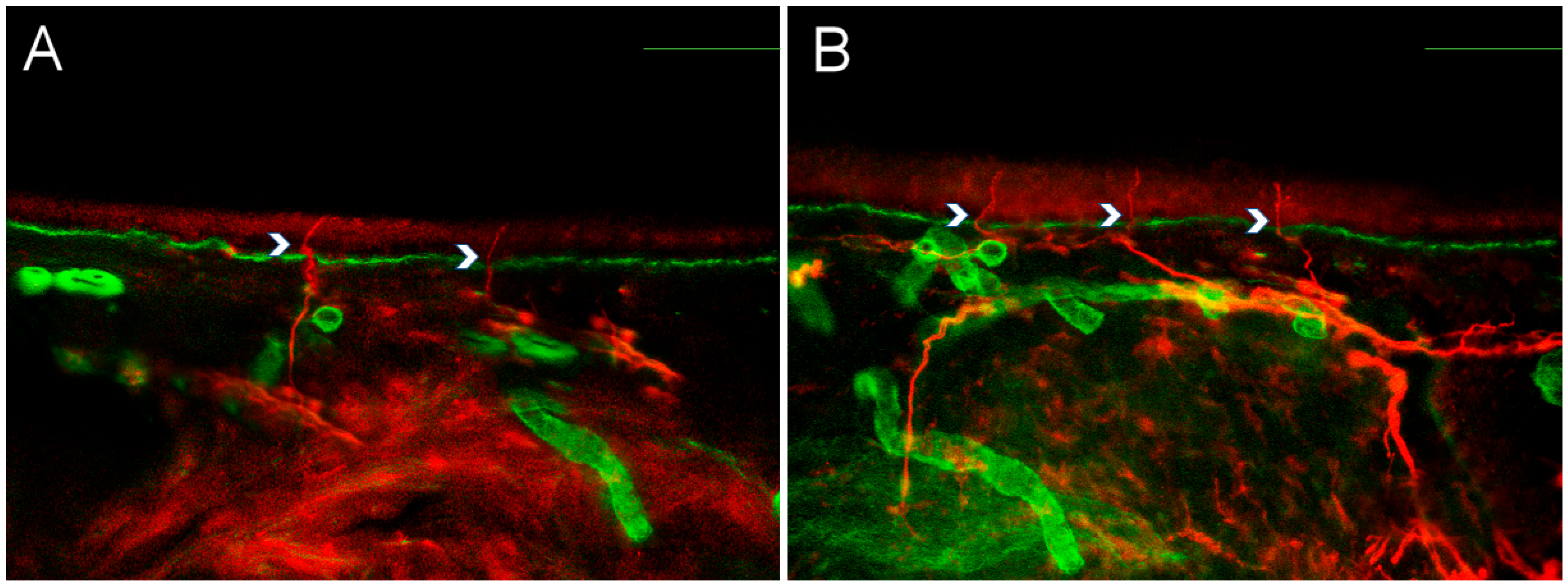Biomedicines 13 02109 g001