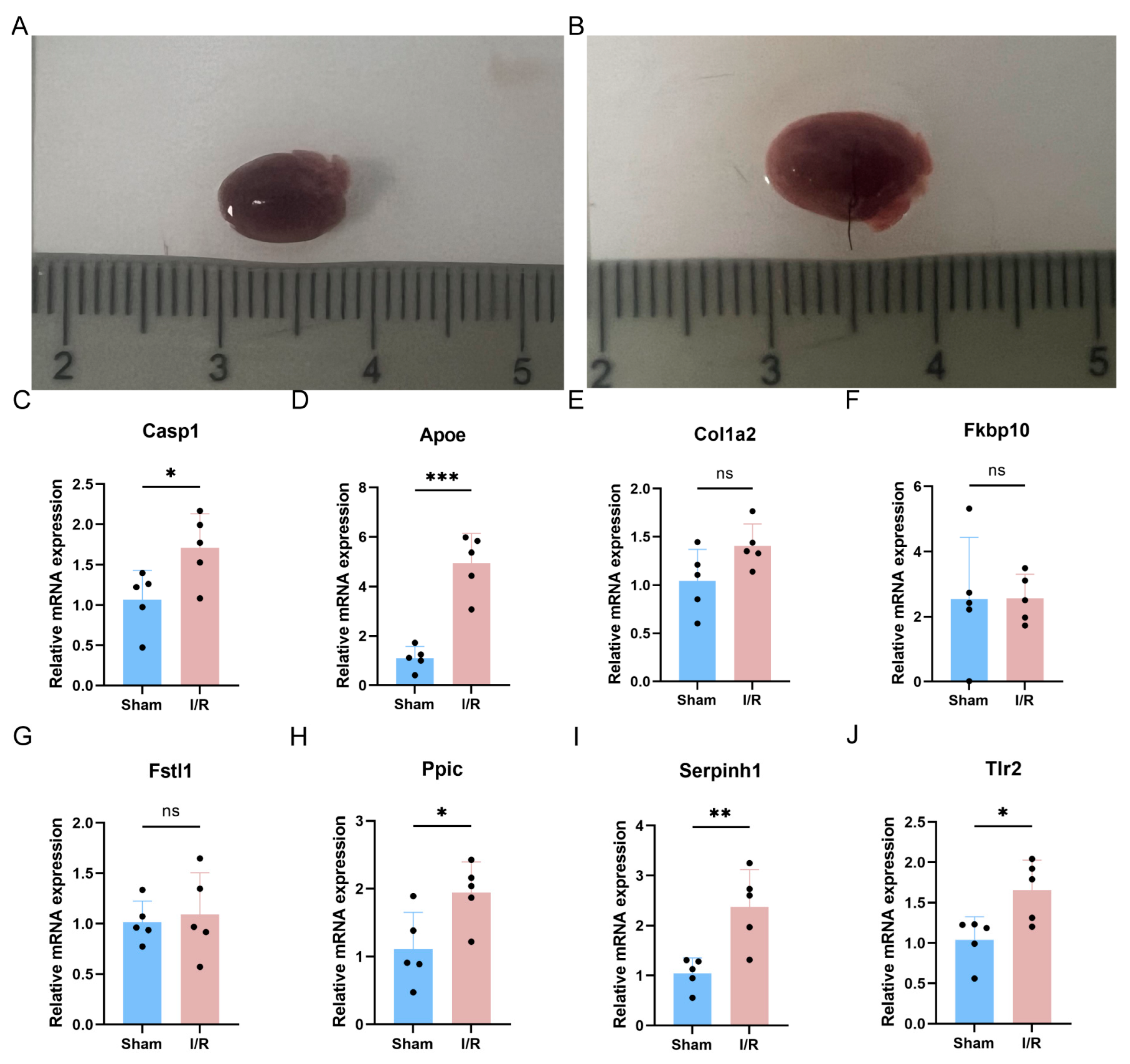 Biomedicines 13 02114 g007