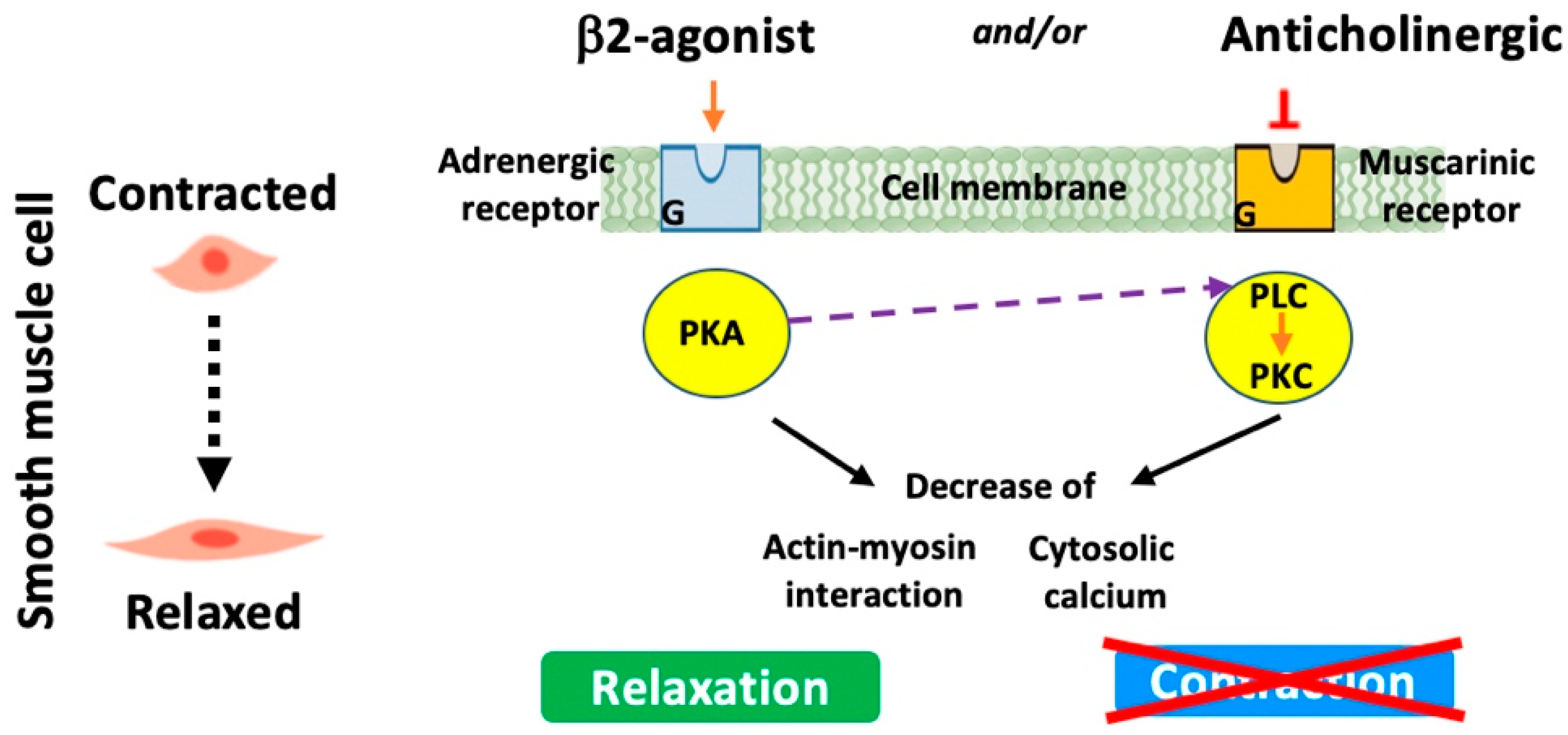 Biomedicines 13 02120 g003