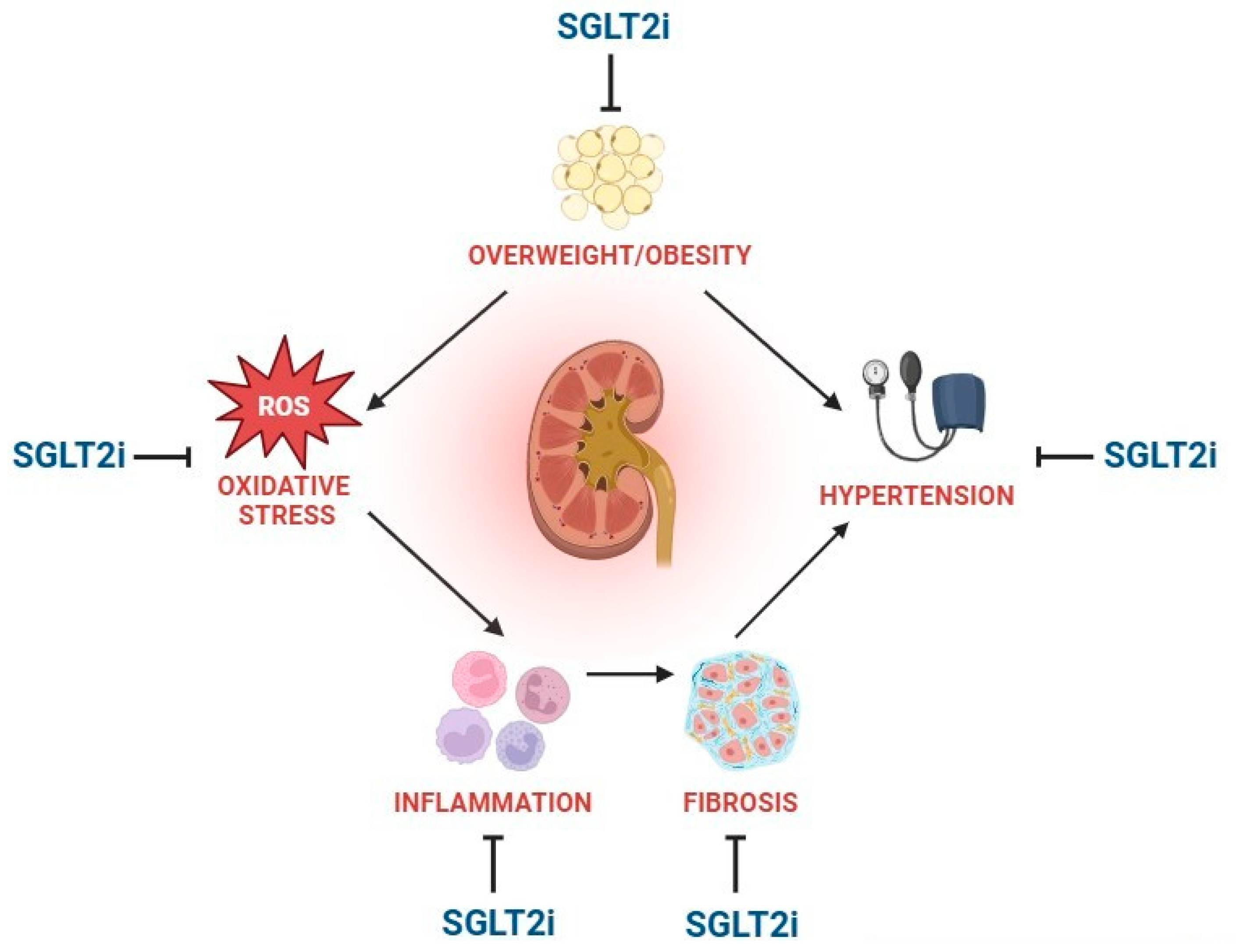 Biomedicines 13 02123 g001 Biomedicines 13 02123 g001