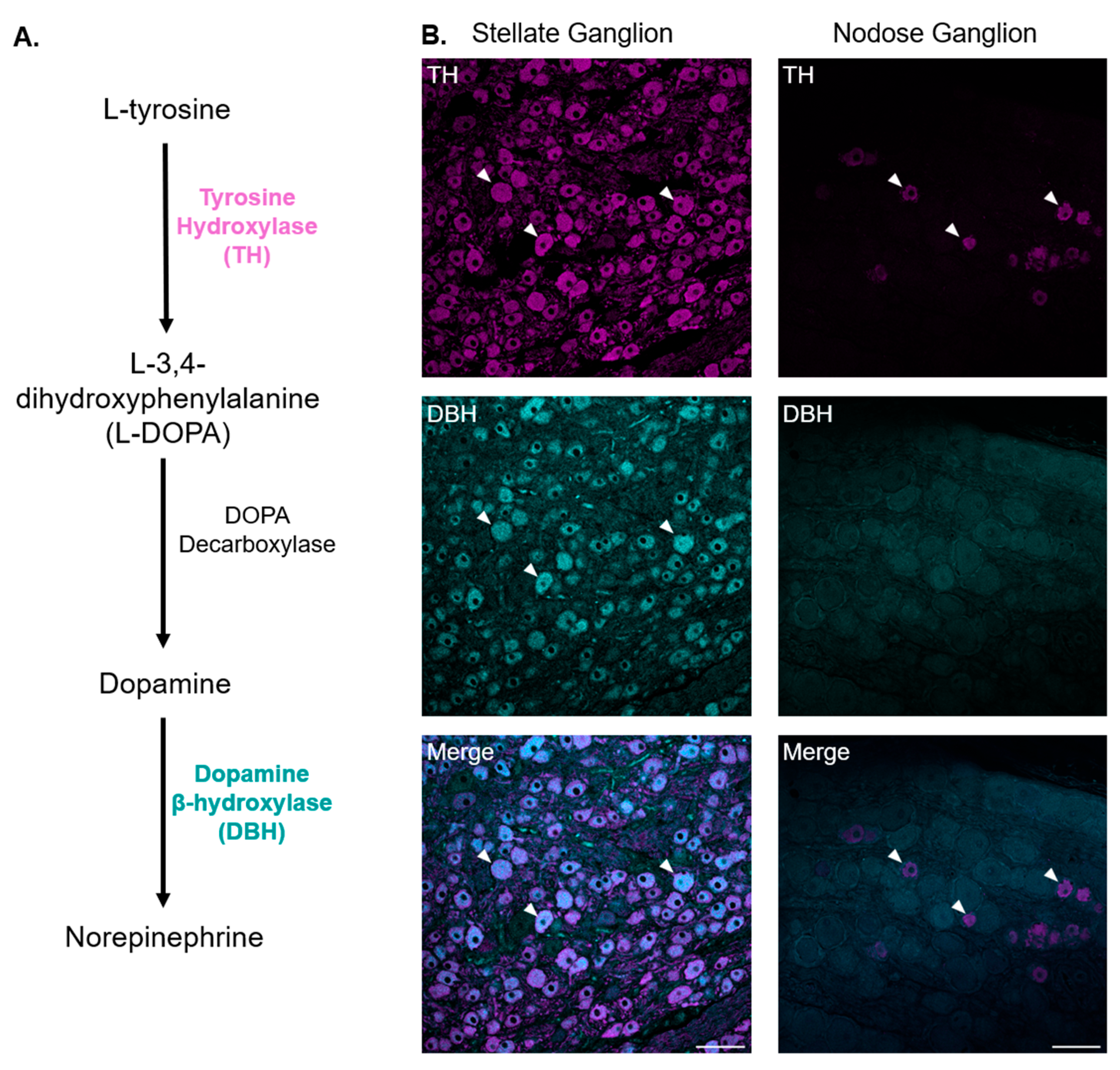 Biomedicines 13 02126 g001