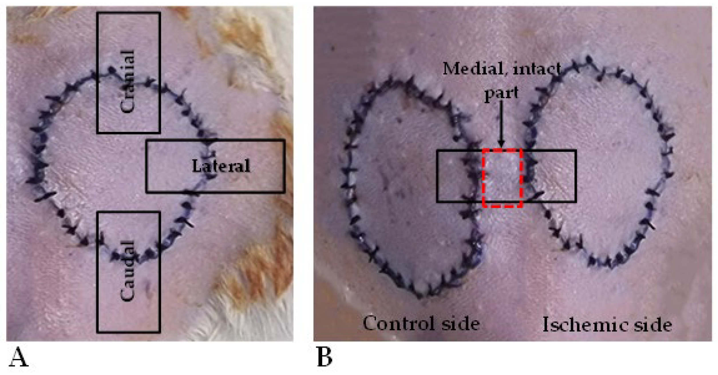 Biomedicines 13 02129 g002