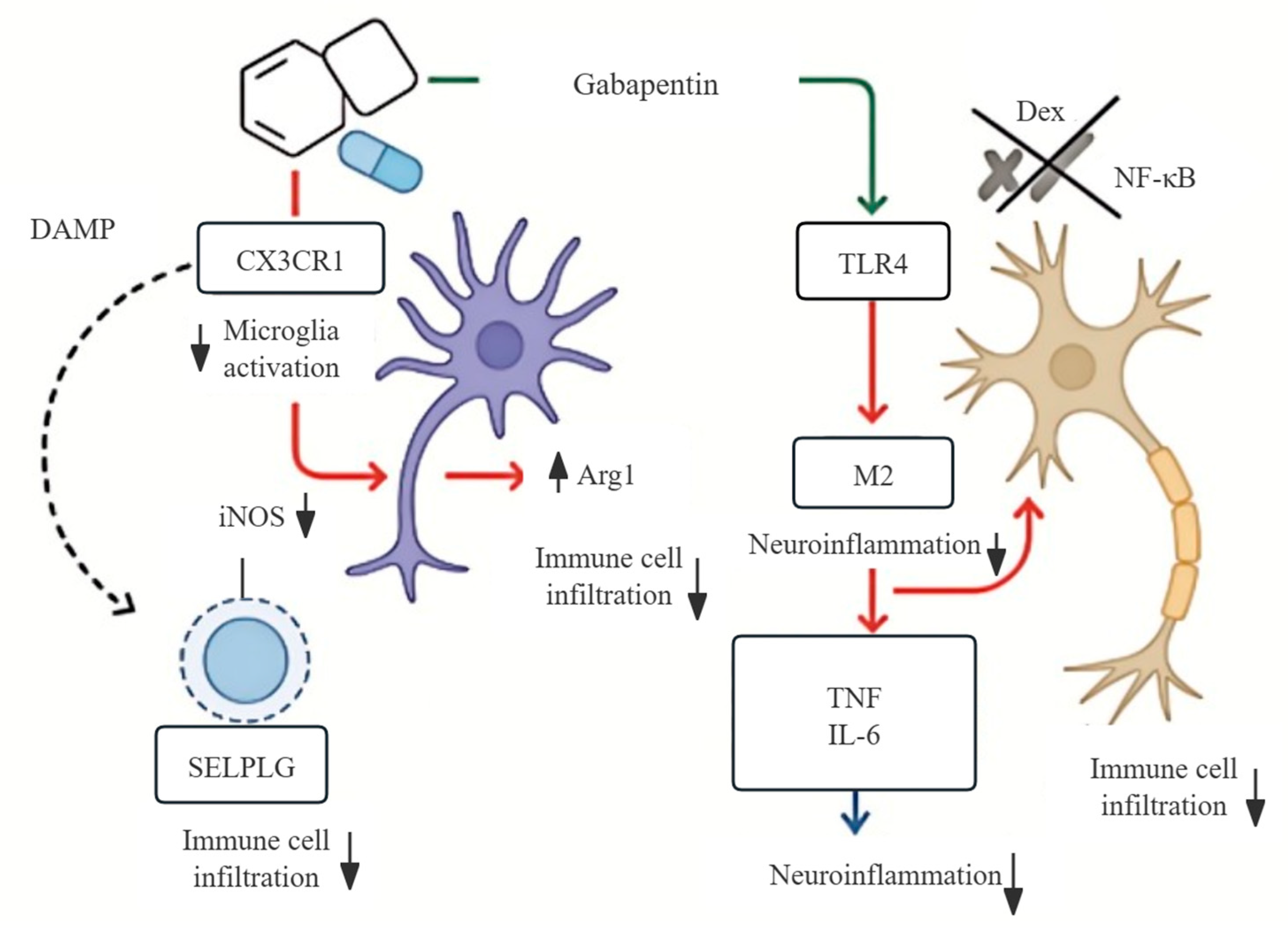 Biomedicines 13 02133 g009