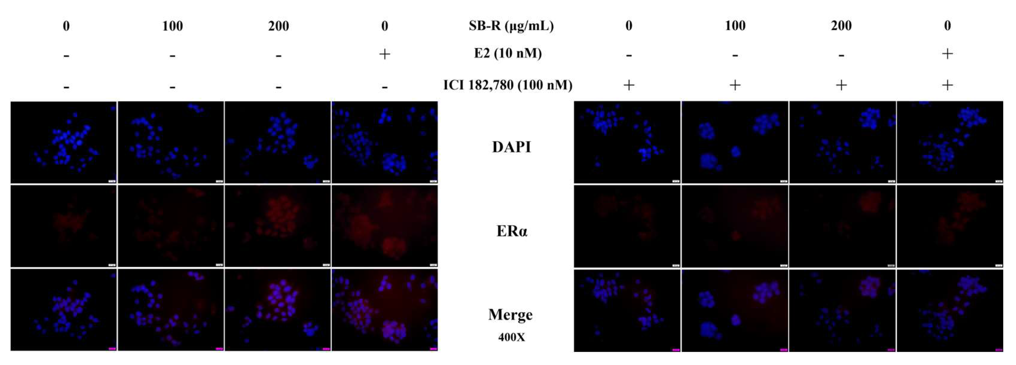 Biomedicines 13 02151 g005