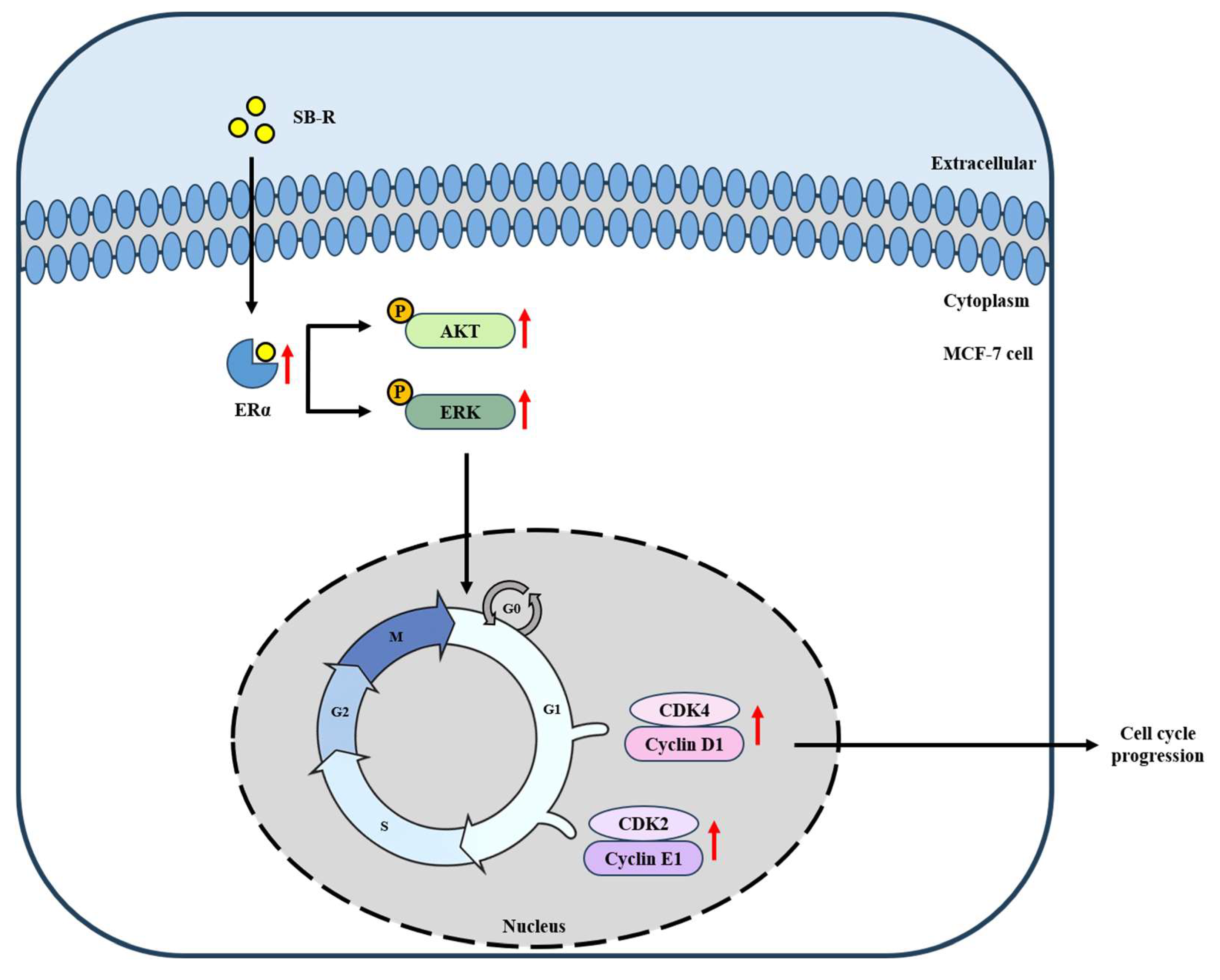 Biomedicines 13 02151 g009