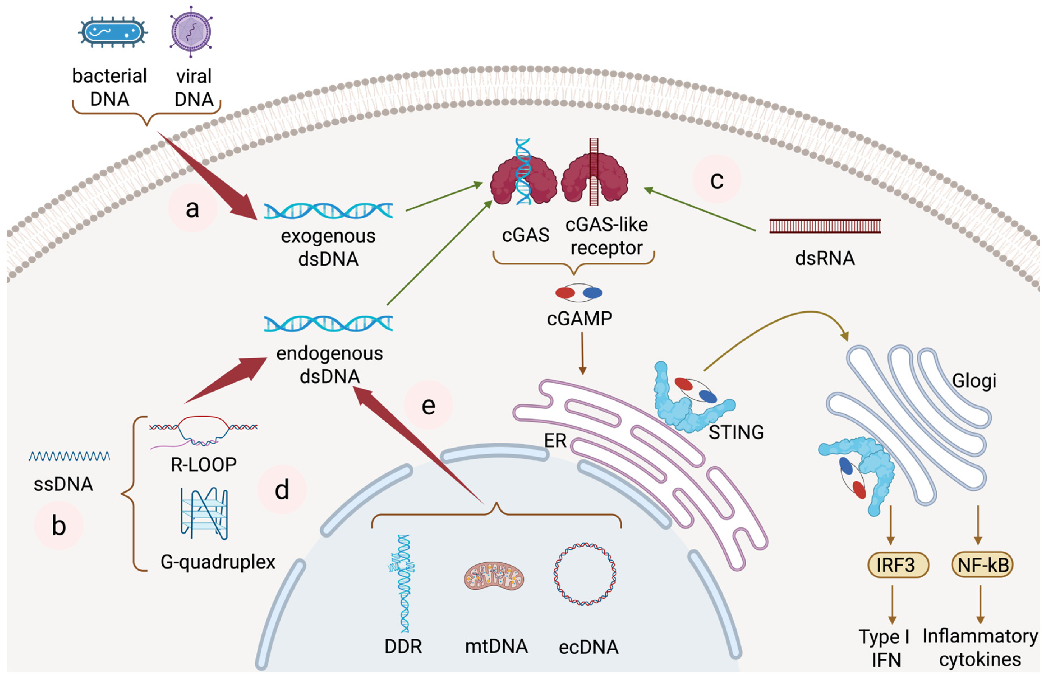 Biomedicines 13 02158 g001