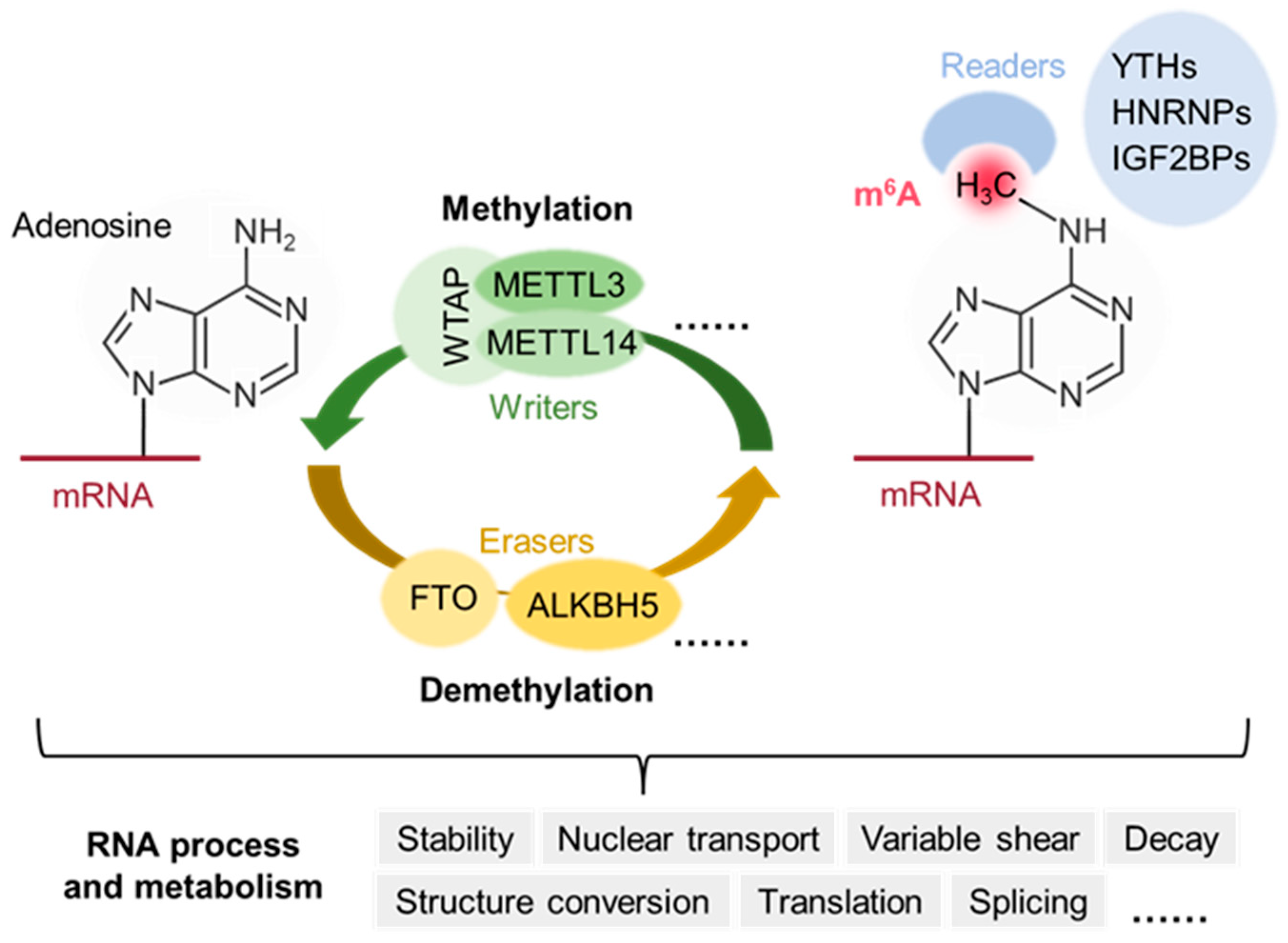 Biomedicines 13 02164 g001