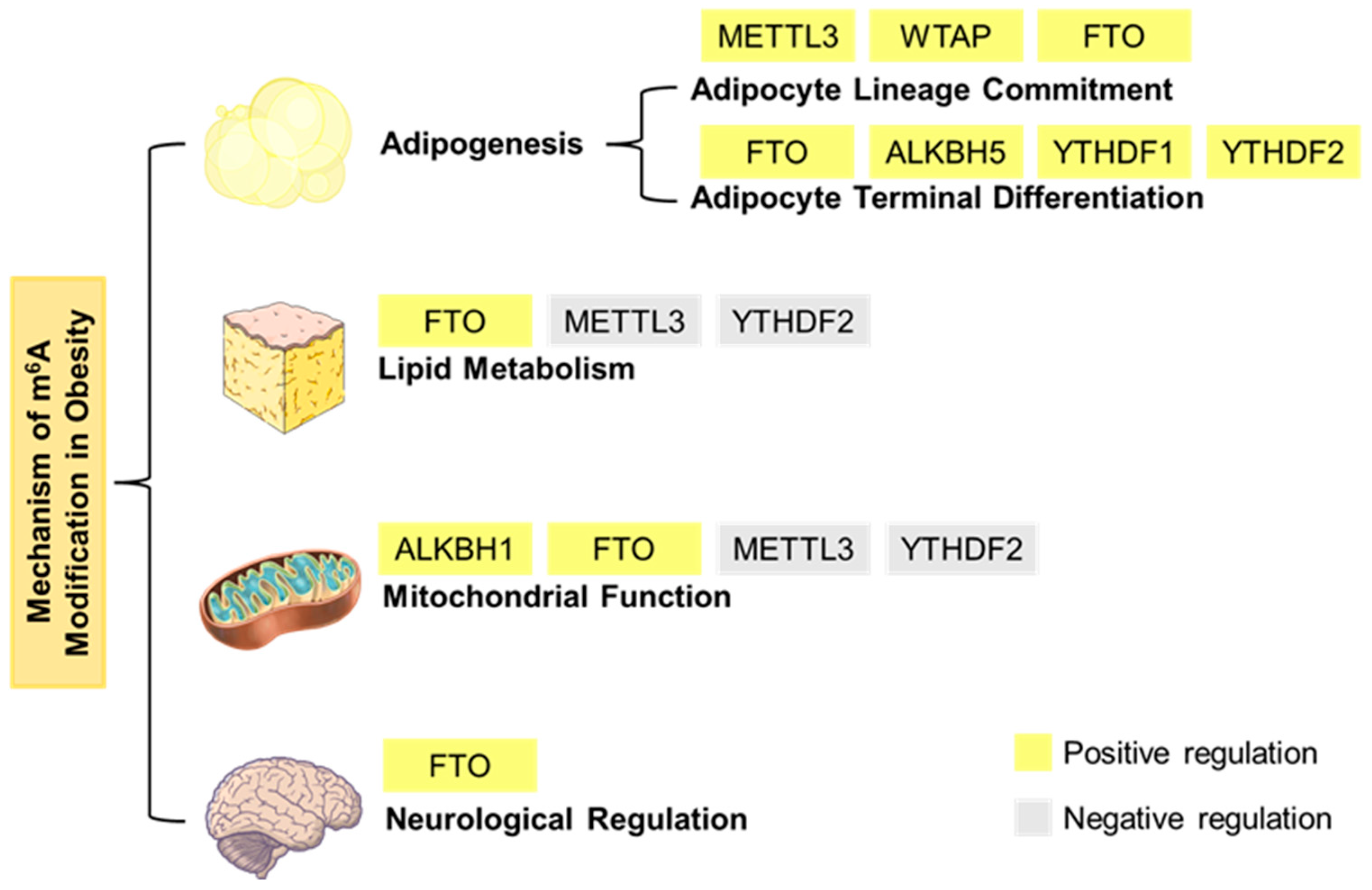 Biomedicines 13 02164 g002