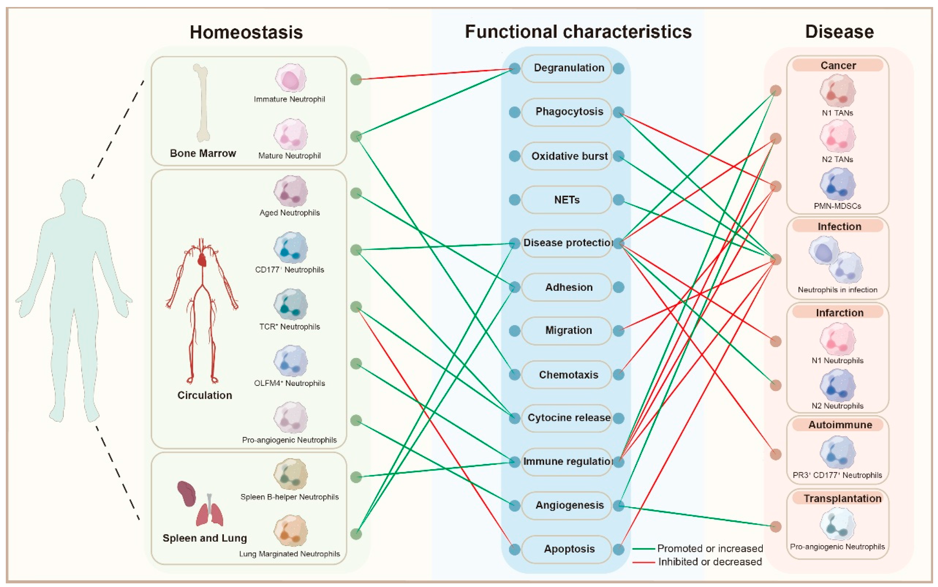 Biomedicines 13 02171 g001 Biomedicines 13 02171 g001
