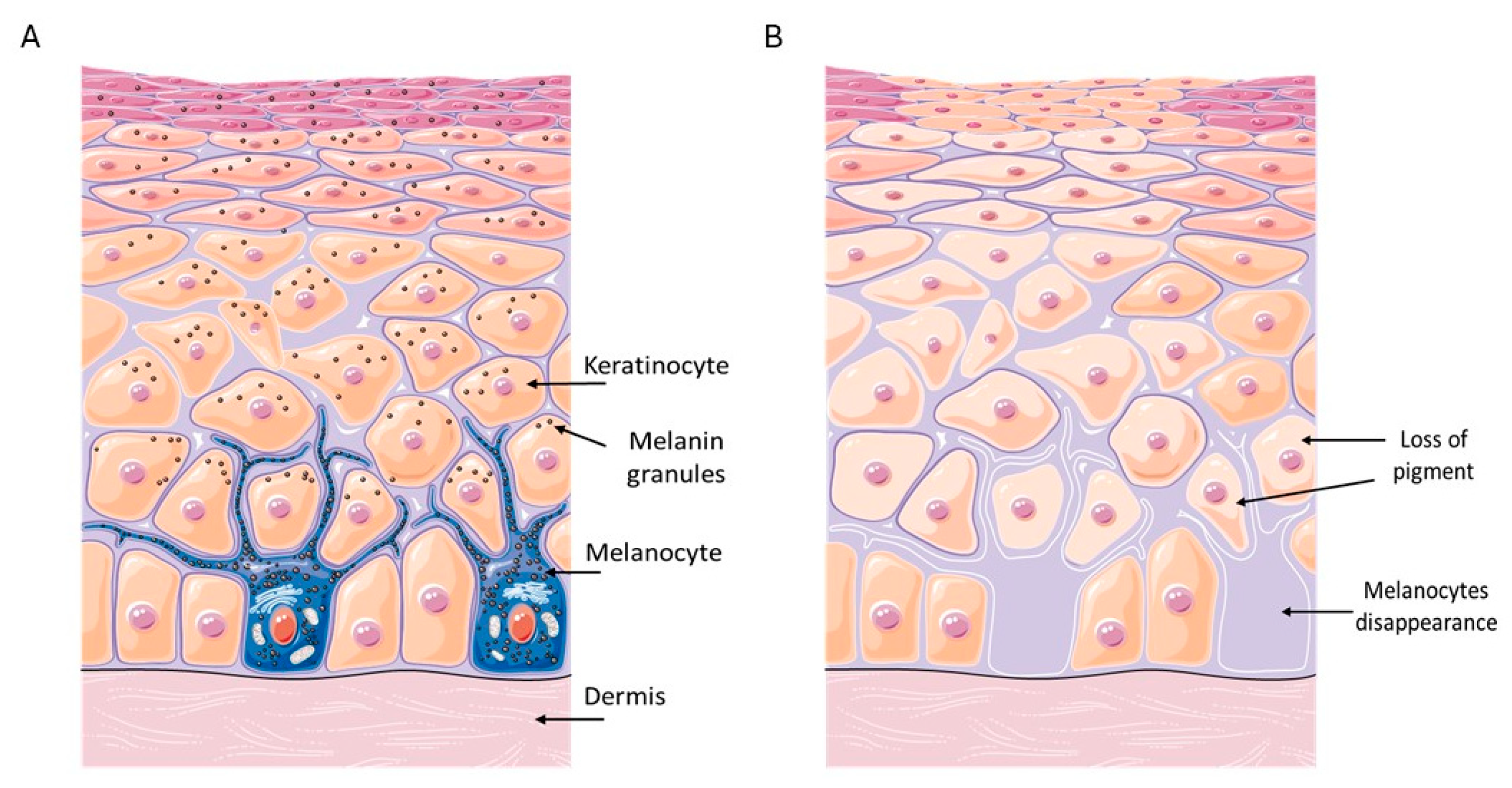 Biomedicines 13 02177 g001 Biomedicines 13 02177 g001
