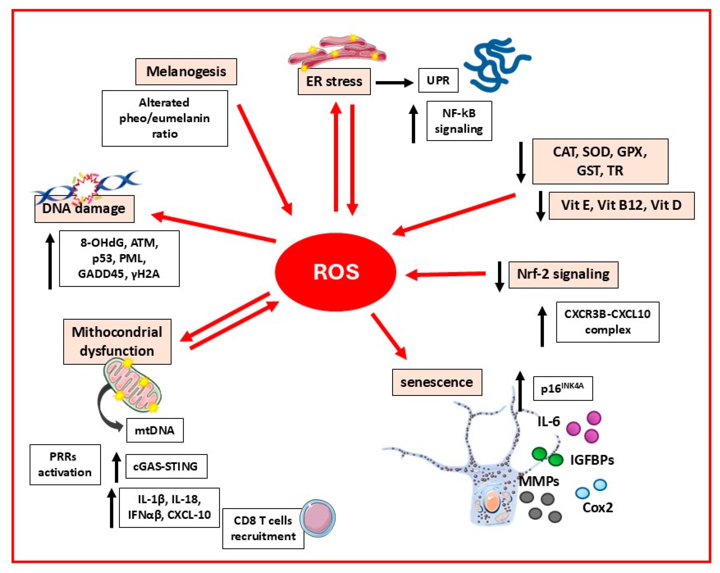 Biomedicines 13 02177 g002 Biomedicines 13 02177 g002
