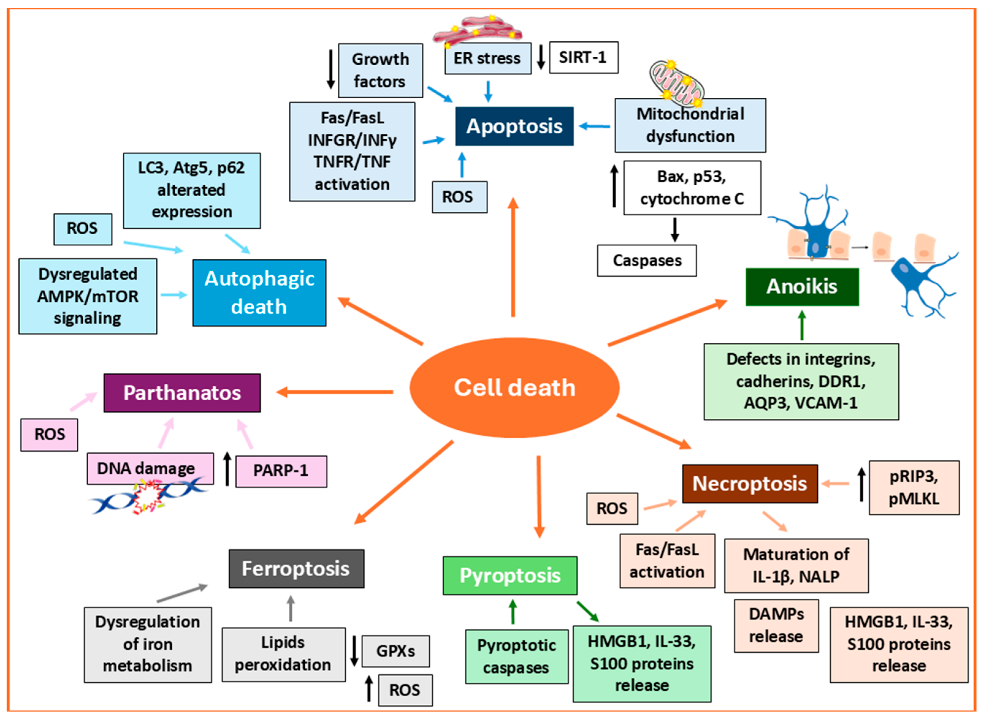 Biomedicines 13 02177 g003 Biomedicines 13 02177 g003